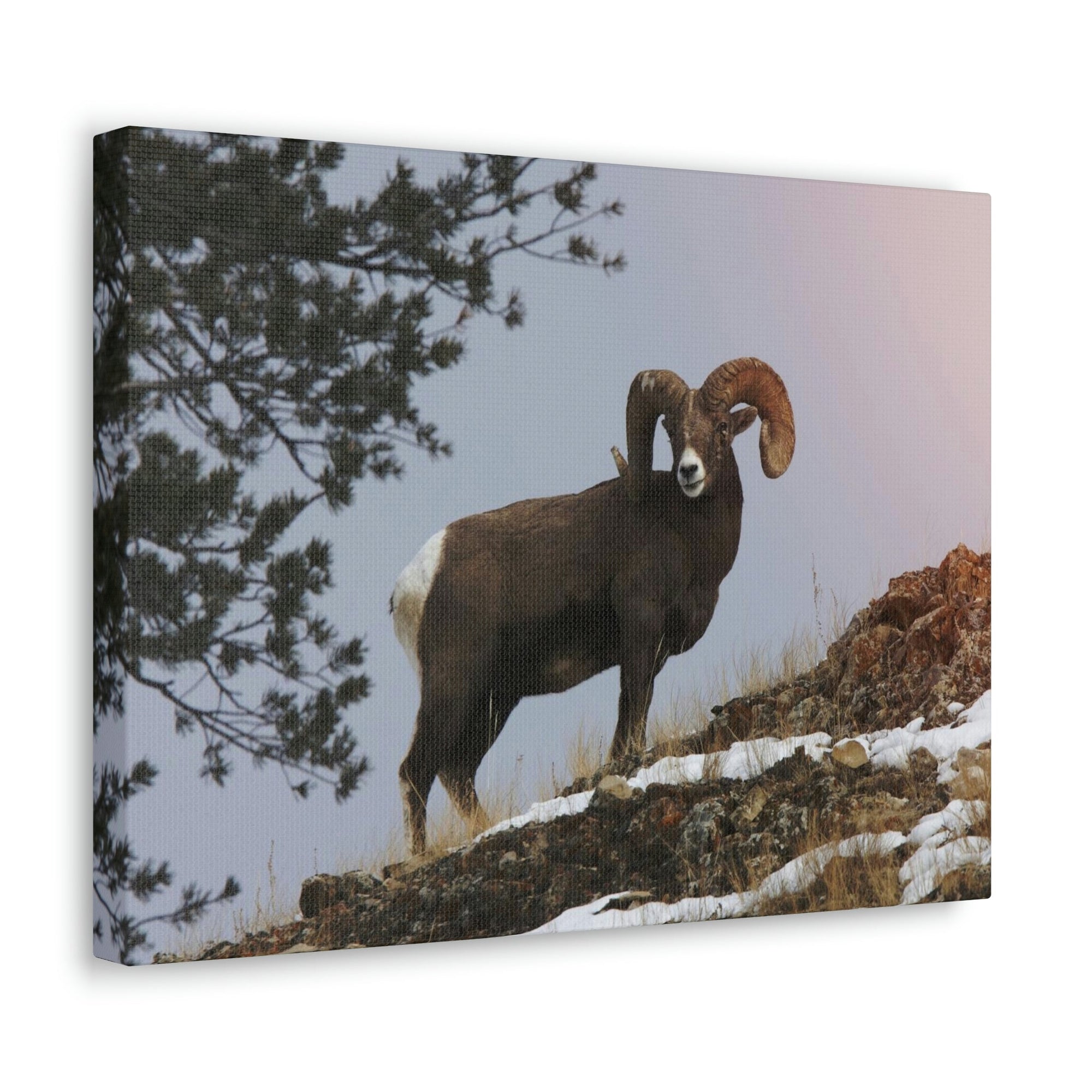 Scripture Walls Majestic Big-horned sheep Art Majestic Big-horned sheep Print Animal Wall Art Wildlife Canvas Prints Wall Art Ready to Hang Unframed-Express Your Love Gifts