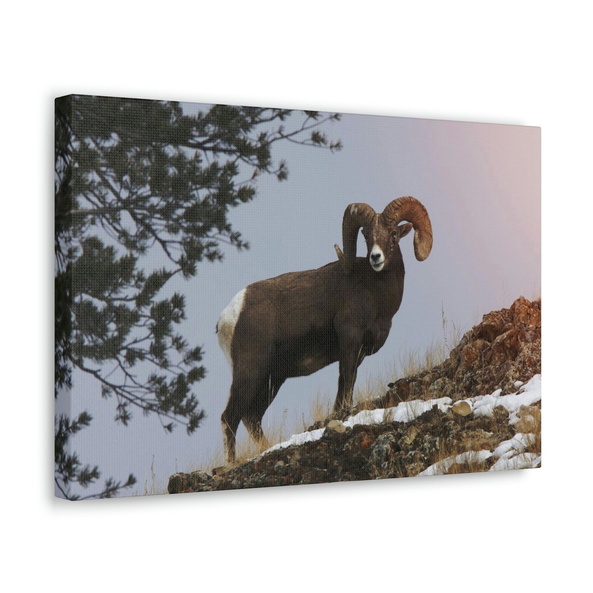 Scripture Walls Majestic Big-horned sheep Art Majestic Big-horned sheep Print Animal Wall Art Wildlife Canvas Prints Wall Art Ready to Hang Unframed-Express Your Love Gifts