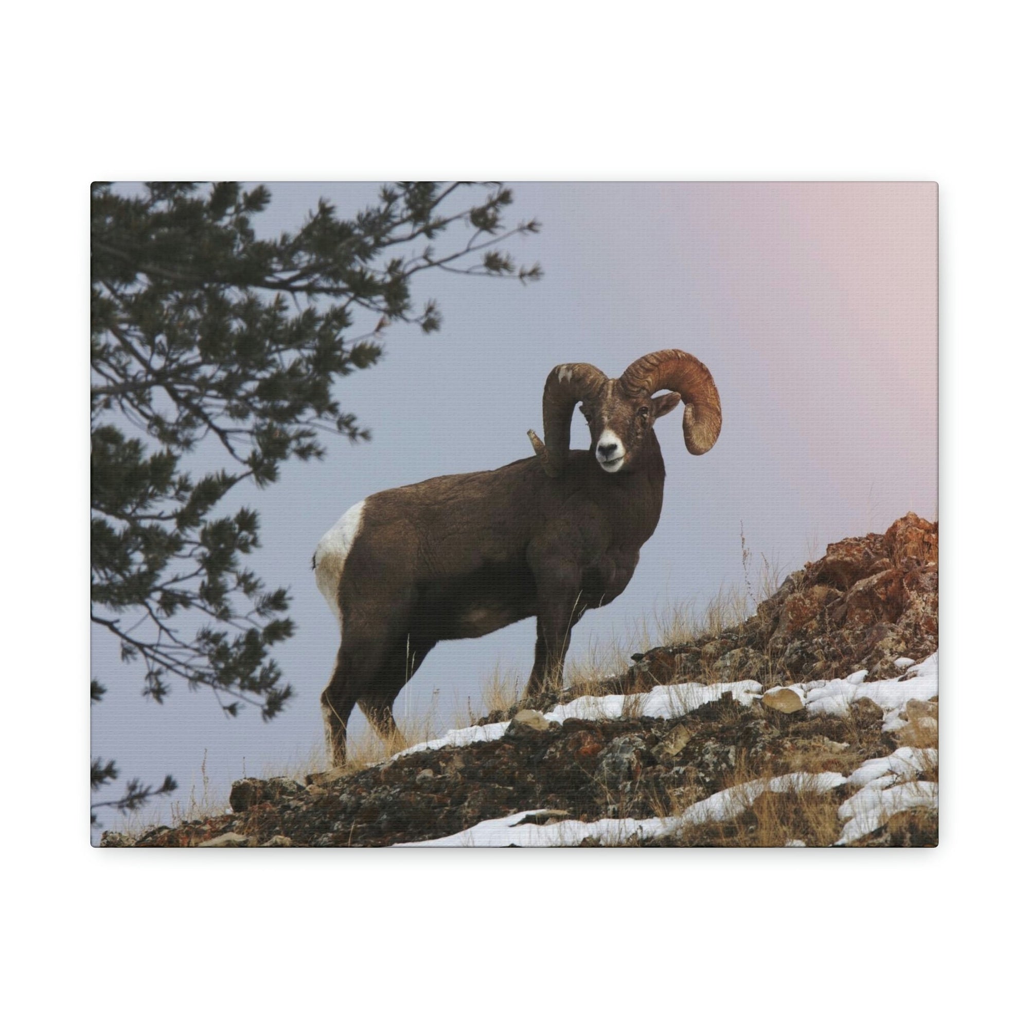 Scripture Walls Majestic Big-horned sheep Art Majestic Big-horned sheep Print Animal Wall Art Wildlife Canvas Prints Wall Art Ready to Hang Unframed-Express Your Love Gifts