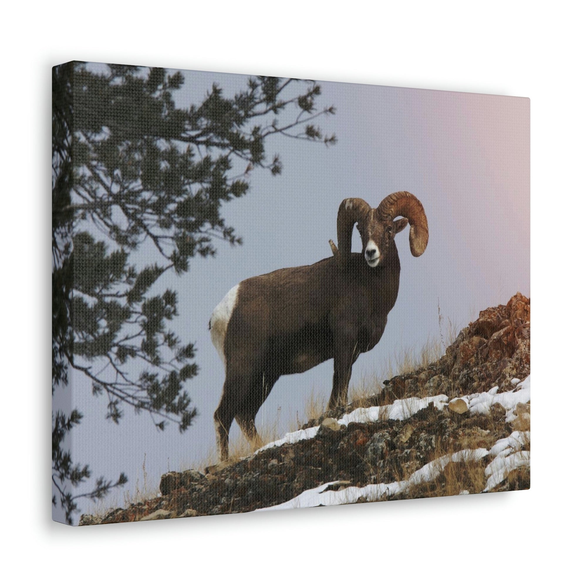 Scripture Walls Majestic Big-horned sheep Art Majestic Big-horned sheep Print Animal Wall Art Wildlife Canvas Prints Wall Art Ready to Hang Unframed-Express Your Love Gifts