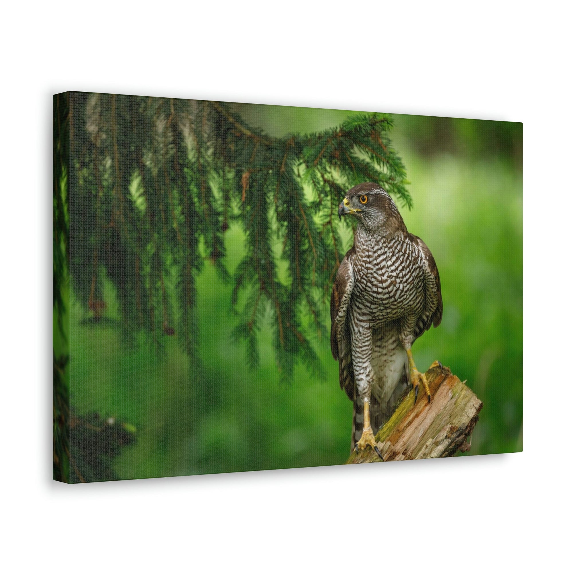 Scripture Walls Majestic Bird Art Majestic Bird Print Animal Wall Art Wildlife Canvas Prints Wall Art Ready to Hang Unframed-Express Your Love Gifts