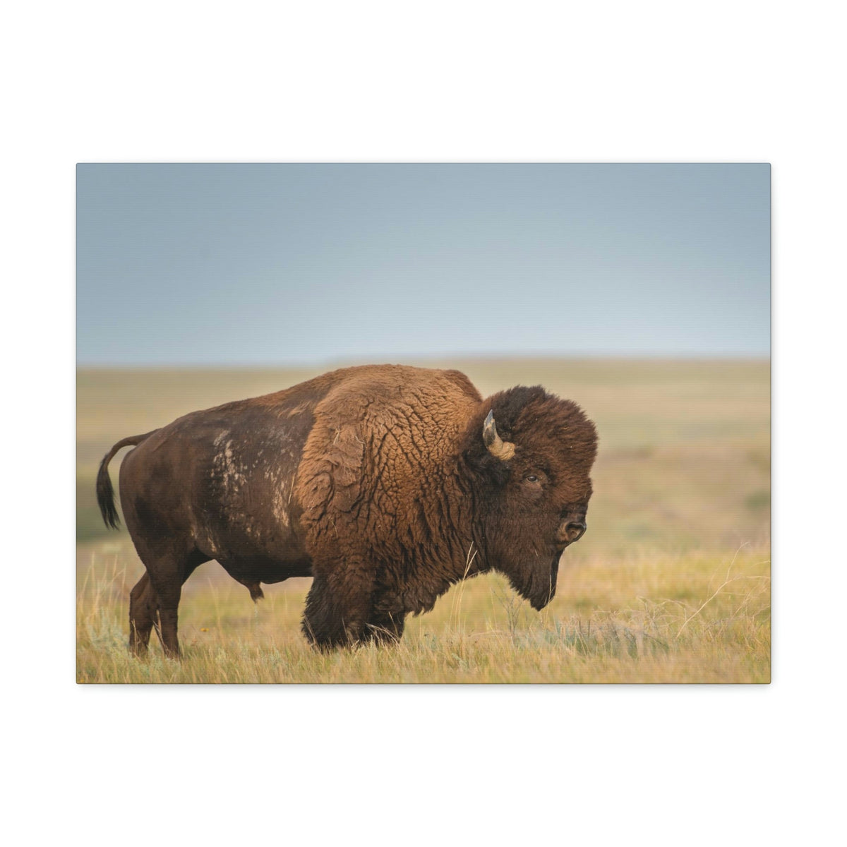 Scripture Walls Majestic Bison Art Majestic Bison Print Animal Wall Art Wildlife Canvas Prints Wall Art Ready to Hang Unframed-Express Your Love Gifts