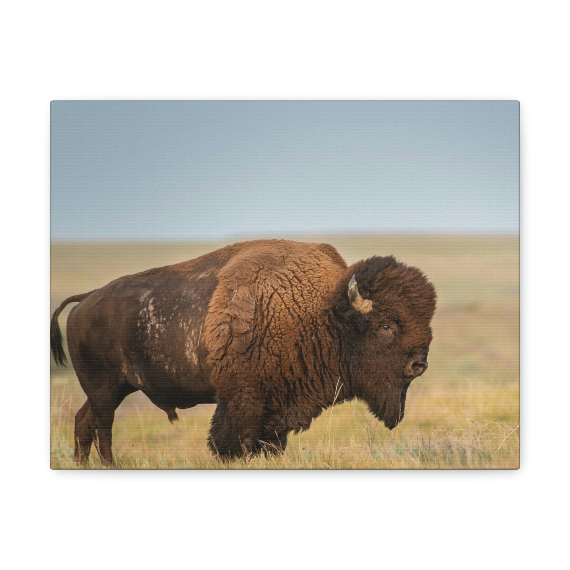 Scripture Walls Majestic Bison Art Majestic Bison Print Animal Wall Art Wildlife Canvas Prints Wall Art Ready to Hang Unframed-Express Your Love Gifts