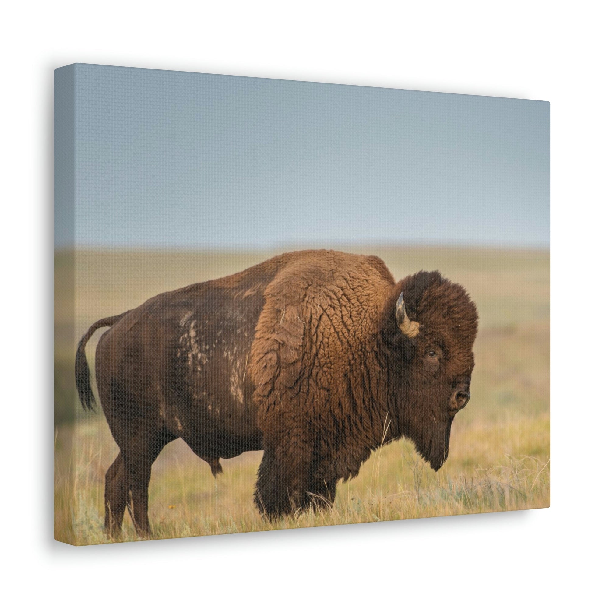 Scripture Walls Majestic Bison Art Majestic Bison Print Animal Wall Art Wildlife Canvas Prints Wall Art Ready to Hang Unframed-Express Your Love Gifts