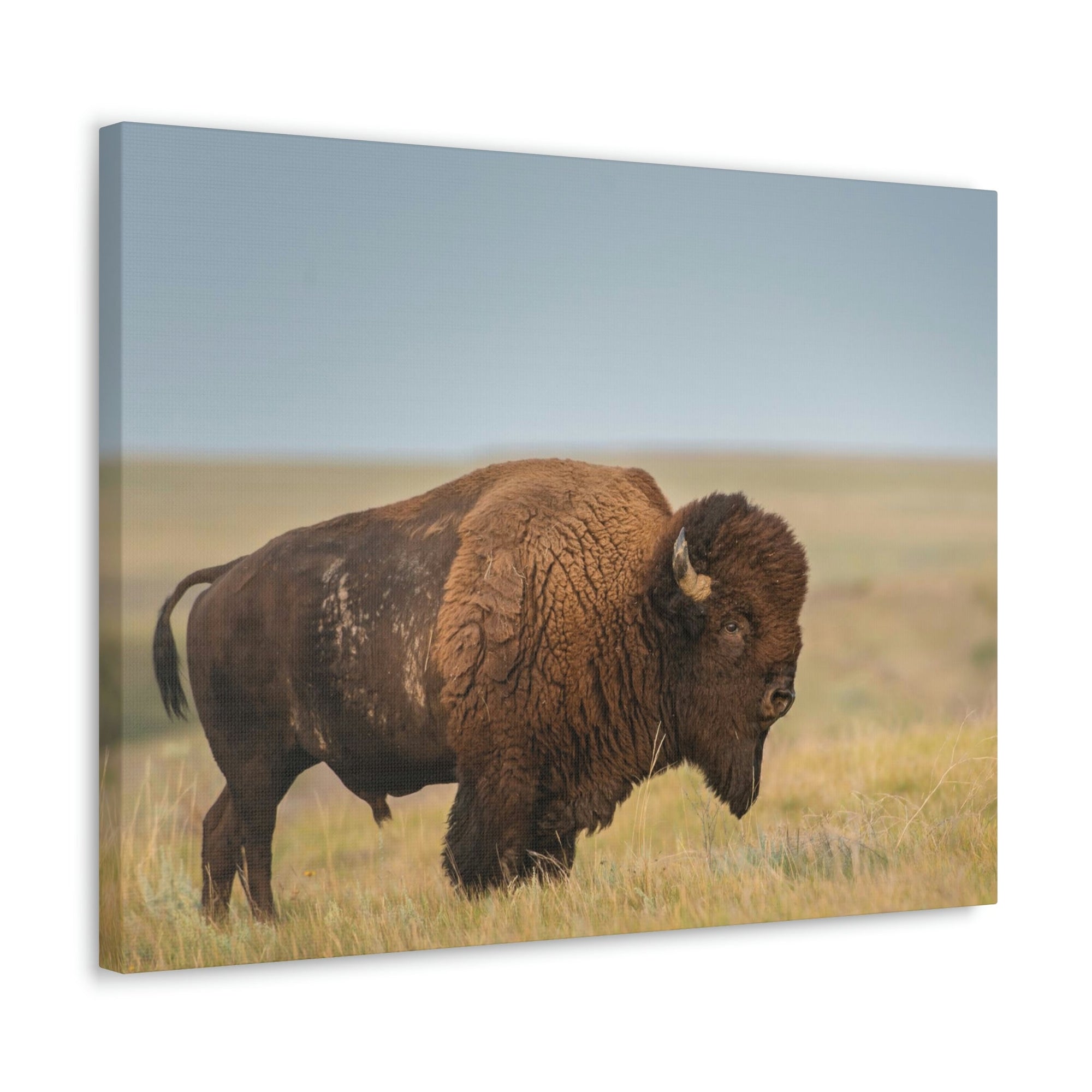 Scripture Walls Majestic Bison Art Majestic Bison Print Animal Wall Art Wildlife Canvas Prints Wall Art Ready to Hang Unframed-Express Your Love Gifts