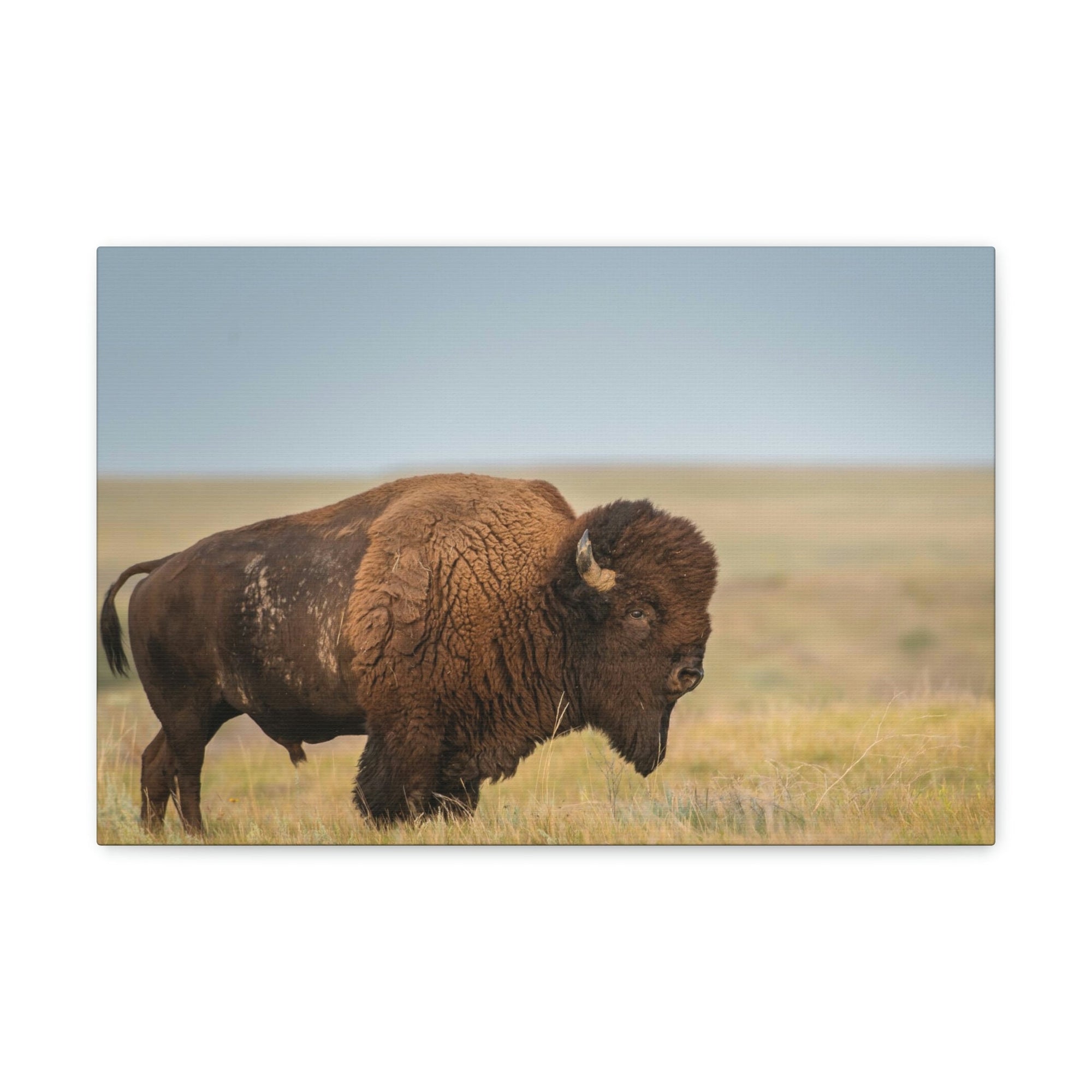 Scripture Walls Majestic Bison Art Majestic Bison Print Animal Wall Art Wildlife Canvas Prints Wall Art Ready to Hang Unframed-Express Your Love Gifts