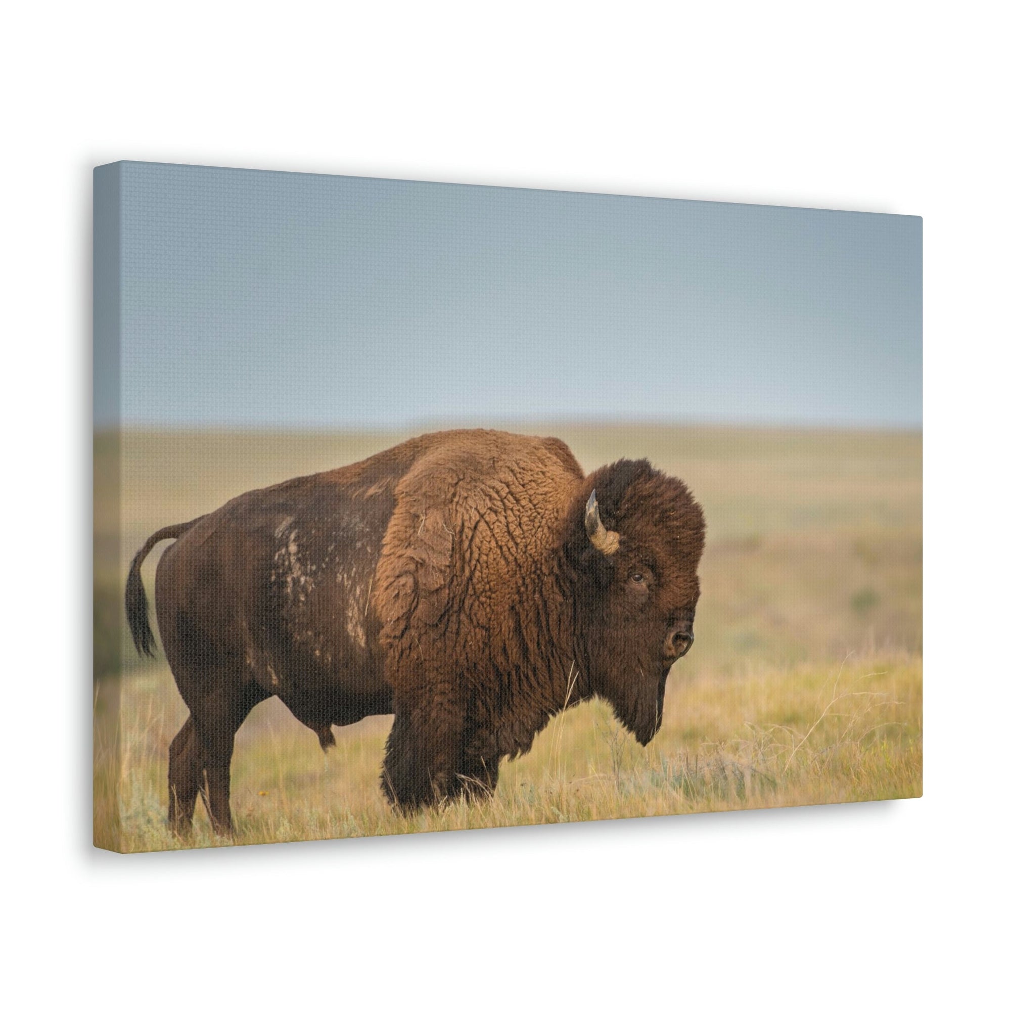 Scripture Walls Majestic Bison Art Majestic Bison Print Animal Wall Art Wildlife Canvas Prints Wall Art Ready to Hang Unframed-Express Your Love Gifts