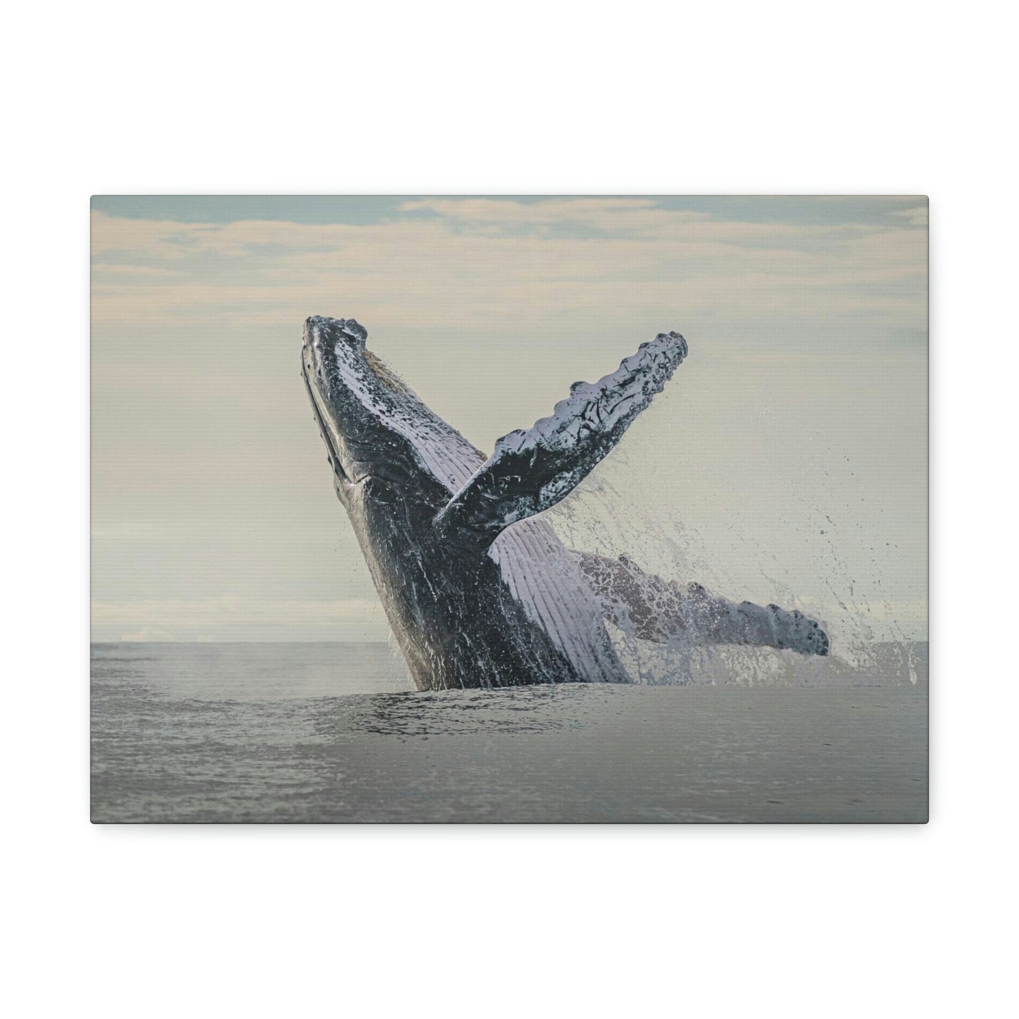 Scripture Walls Majestic Blue Whale goat Art Majestic Blue Whale Print Animal Wall Art Wildlife Canvas Prints Wall Art Ready to Hang Unframed-Express Your Love Gifts