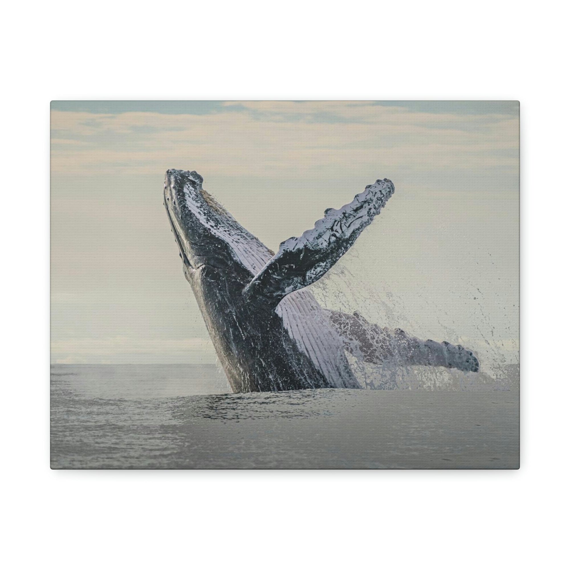 Scripture Walls Majestic Blue Whale goat Art Majestic Blue Whale Print Animal Wall Art Wildlife Canvas Prints Wall Art Ready to Hang Unframed-Express Your Love Gifts