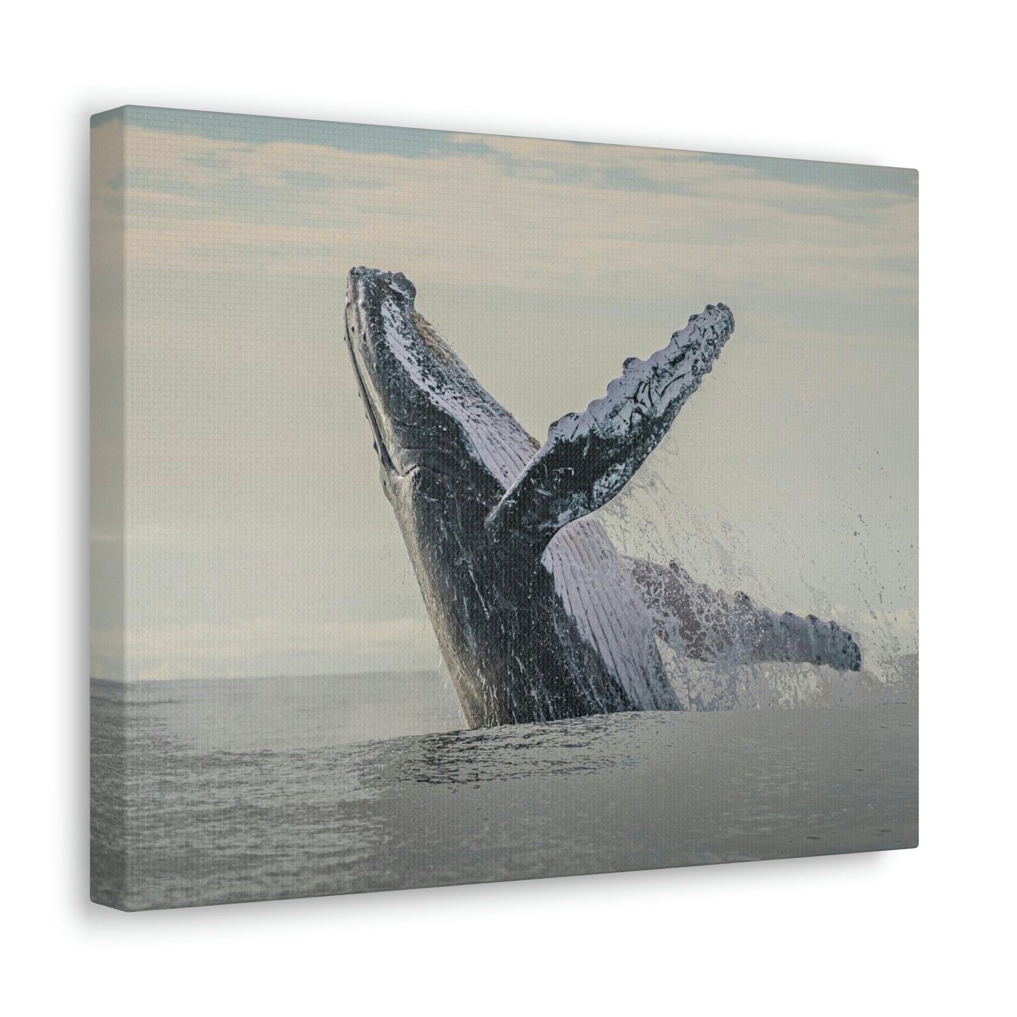 Scripture Walls Majestic Blue Whale goat Art Majestic Blue Whale Print Animal Wall Art Wildlife Canvas Prints Wall Art Ready to Hang Unframed-Express Your Love Gifts