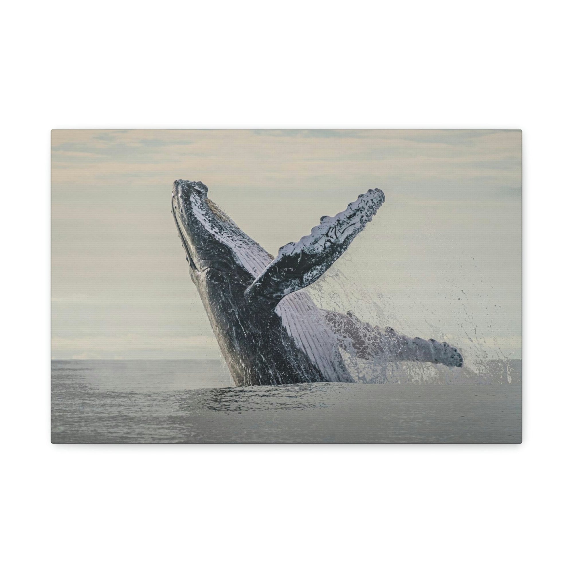 Scripture Walls Majestic Blue Whale goat Art Majestic Blue Whale Print Animal Wall Art Wildlife Canvas Prints Wall Art Ready to Hang Unframed-Express Your Love Gifts