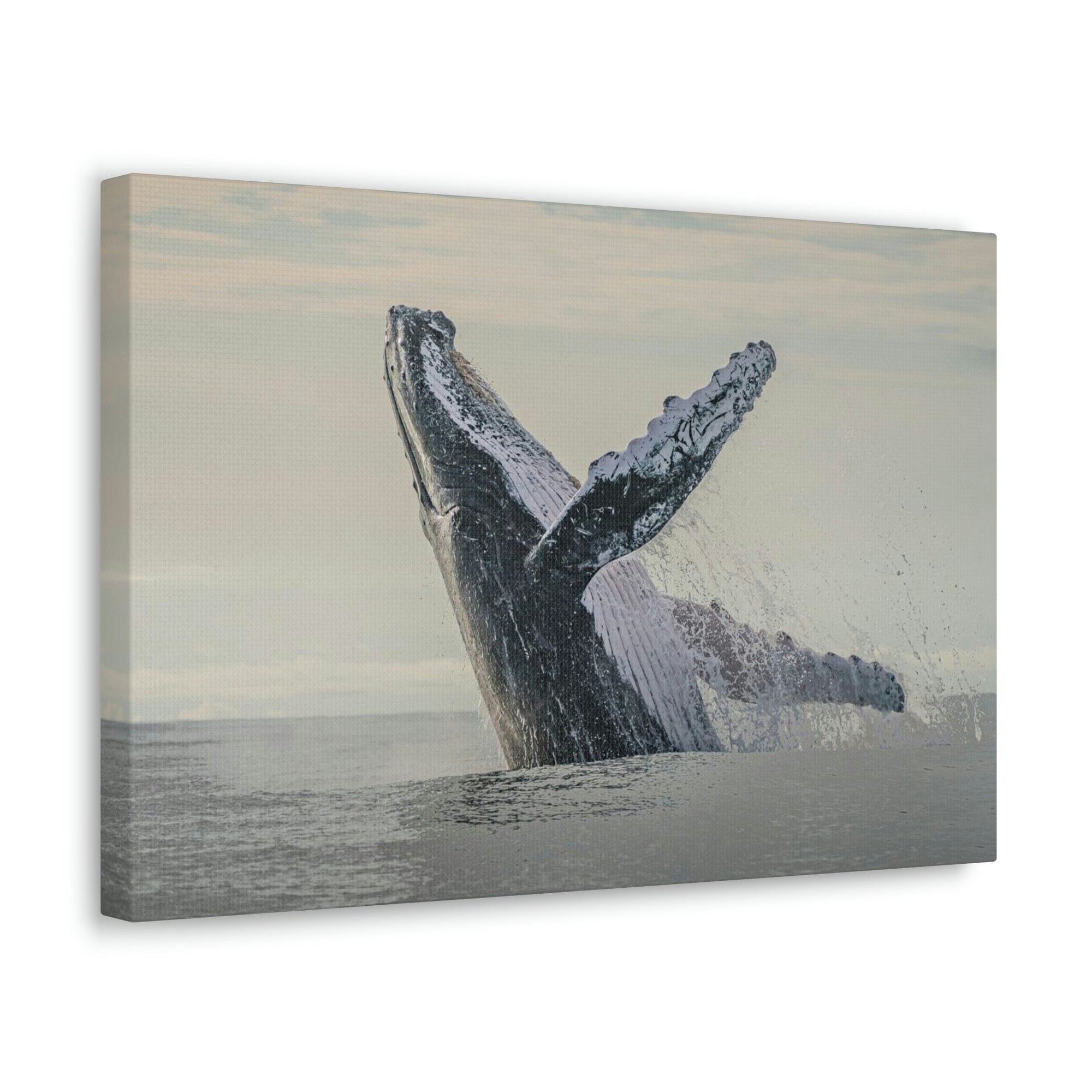 Scripture Walls Majestic Blue Whale goat Art Majestic Blue Whale Print Animal Wall Art Wildlife Canvas Prints Wall Art Ready to Hang Unframed-Express Your Love Gifts