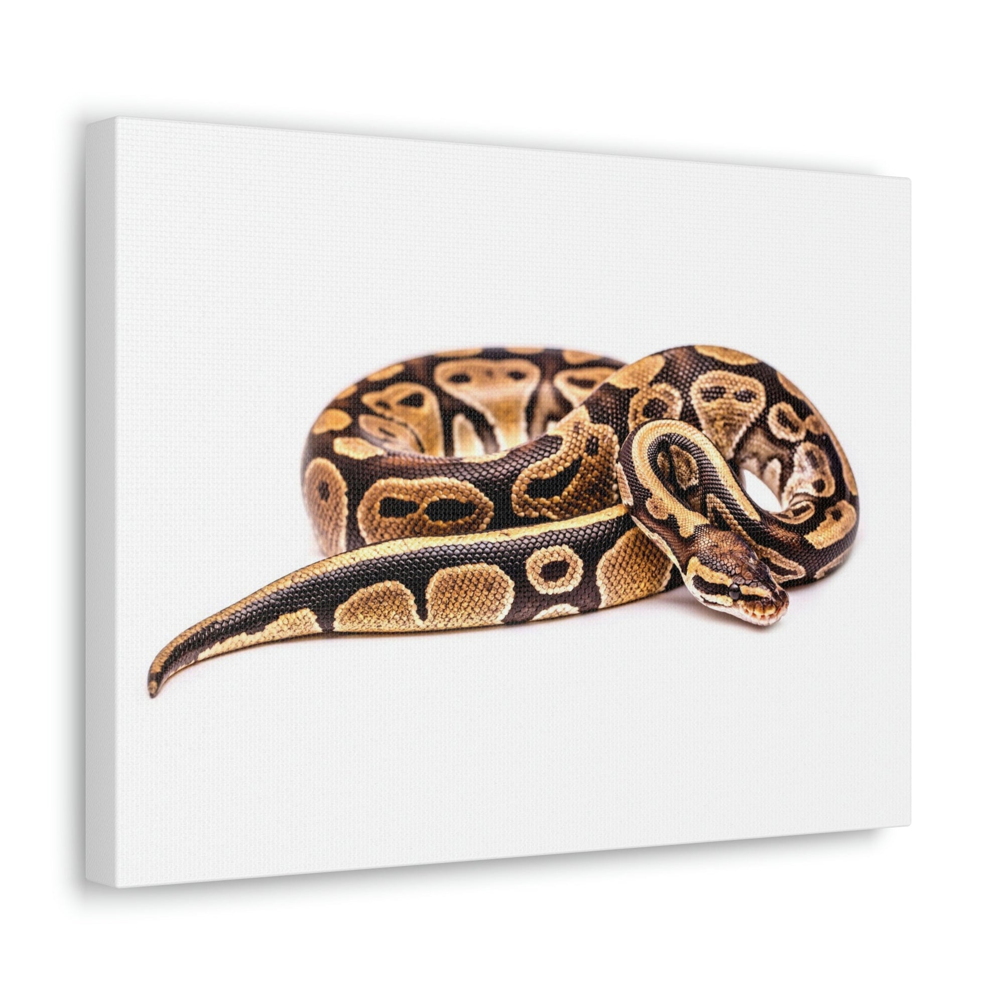 Scripture Walls Majestic Boa Art Majestic Boa Print Animal Wall Art Wildlife Canvas Prints Wall Art Ready to Hang Unframed-Express Your Love Gifts