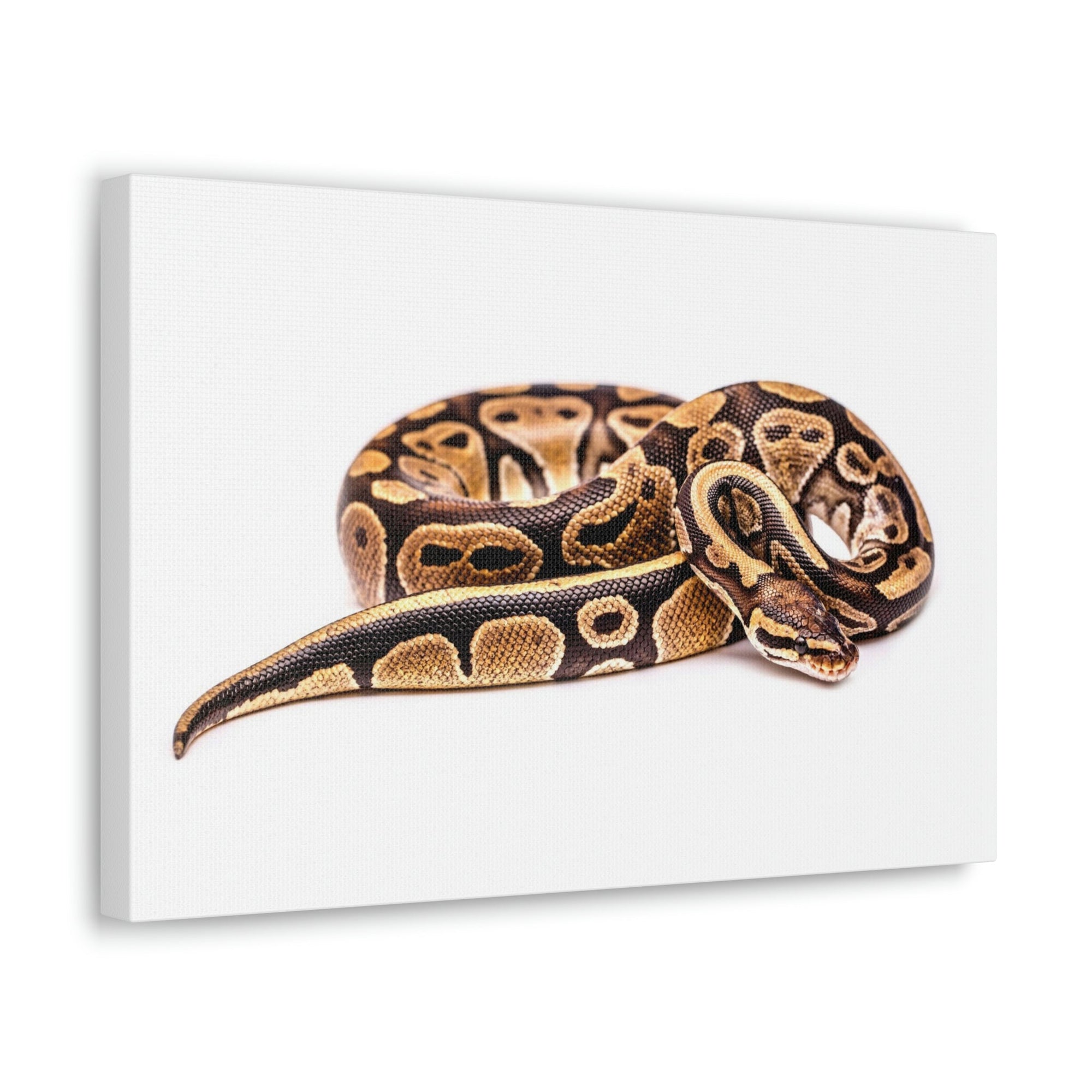 Scripture Walls Majestic Boa Art Majestic Boa Print Animal Wall Art Wildlife Canvas Prints Wall Art Ready to Hang Unframed-Express Your Love Gifts