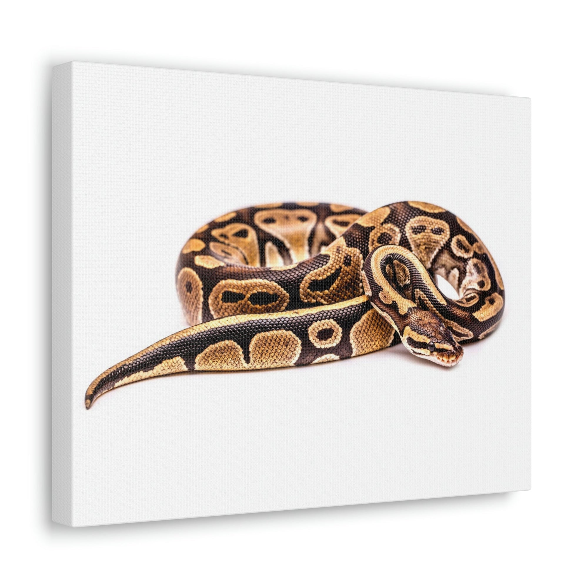 Scripture Walls Majestic Boa Art Majestic Boa Print Animal Wall Art Wildlife Canvas Prints Wall Art Ready to Hang Unframed-Express Your Love Gifts