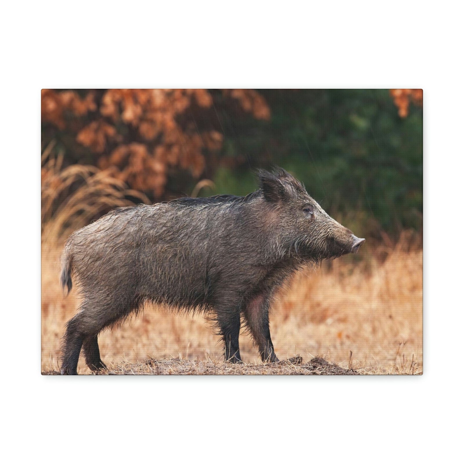 Scripture Walls Majestic Boar Art Majestic Boar Print Animal Wall Art Wildlife Canvas Prints Wall Art Ready to Hang Unframed-Express Your Love Gifts