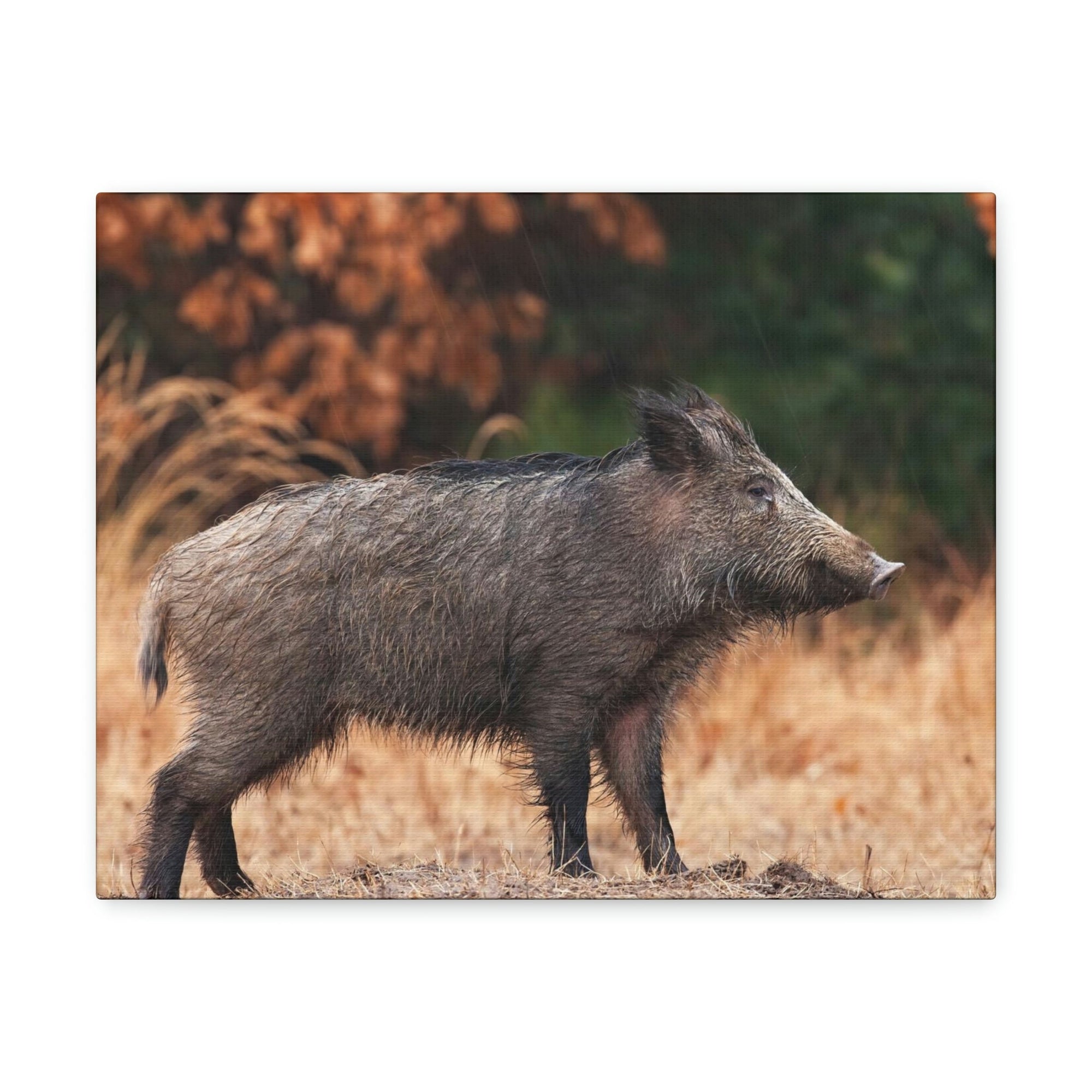 Scripture Walls Majestic Boar Art Majestic Boar Print Animal Wall Art Wildlife Canvas Prints Wall Art Ready to Hang Unframed-Express Your Love Gifts