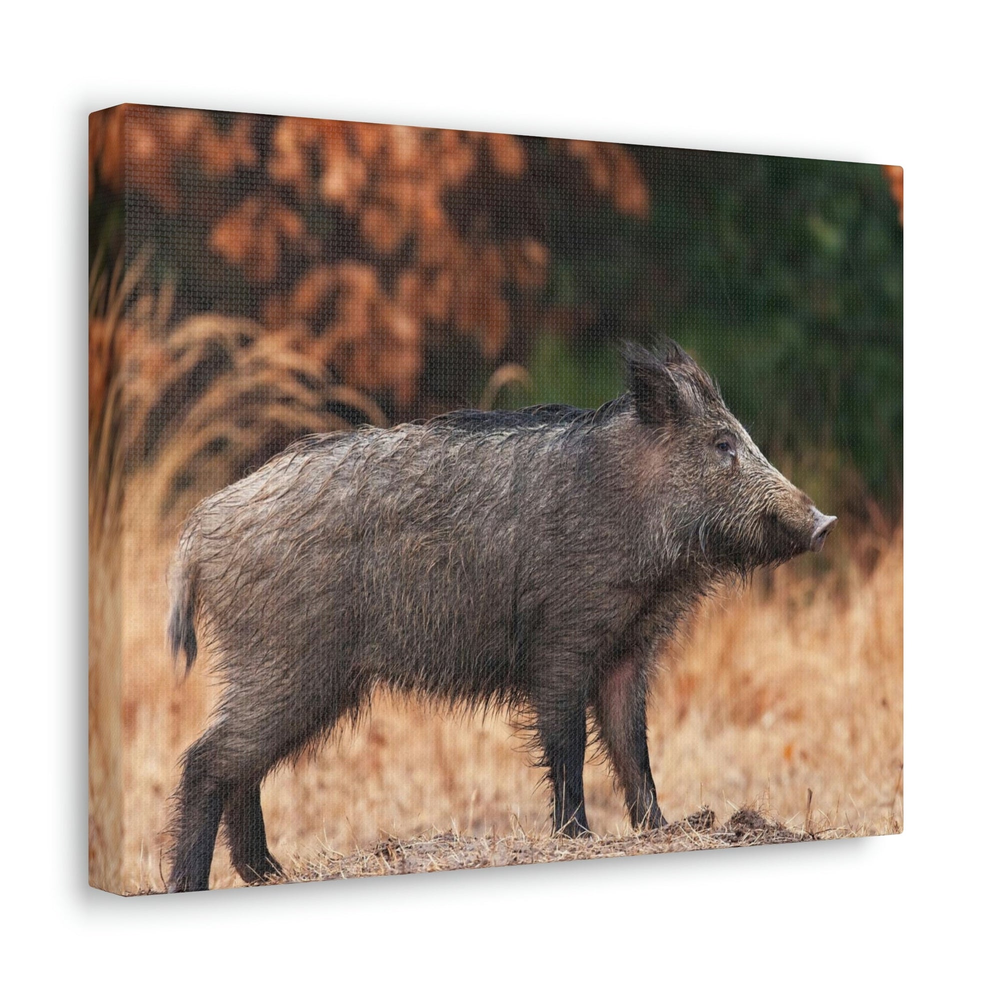 Scripture Walls Majestic Boar Art Majestic Boar Print Animal Wall Art Wildlife Canvas Prints Wall Art Ready to Hang Unframed-Express Your Love Gifts