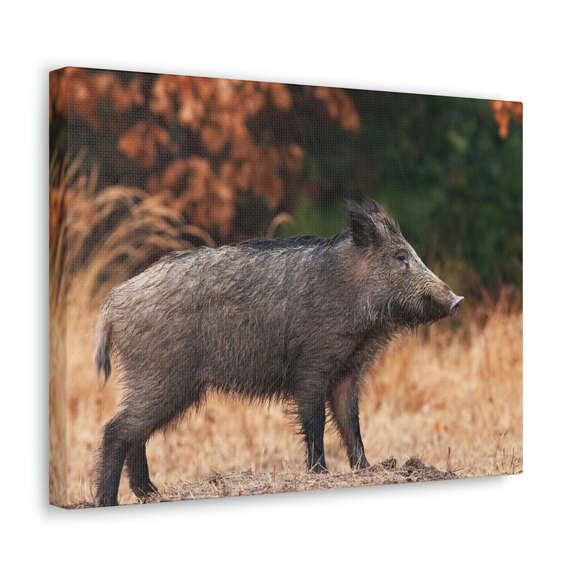 Scripture Walls Majestic Boar Art Majestic Boar Print Animal Wall Art Wildlife Canvas Prints Wall Art Ready to Hang Unframed-Express Your Love Gifts