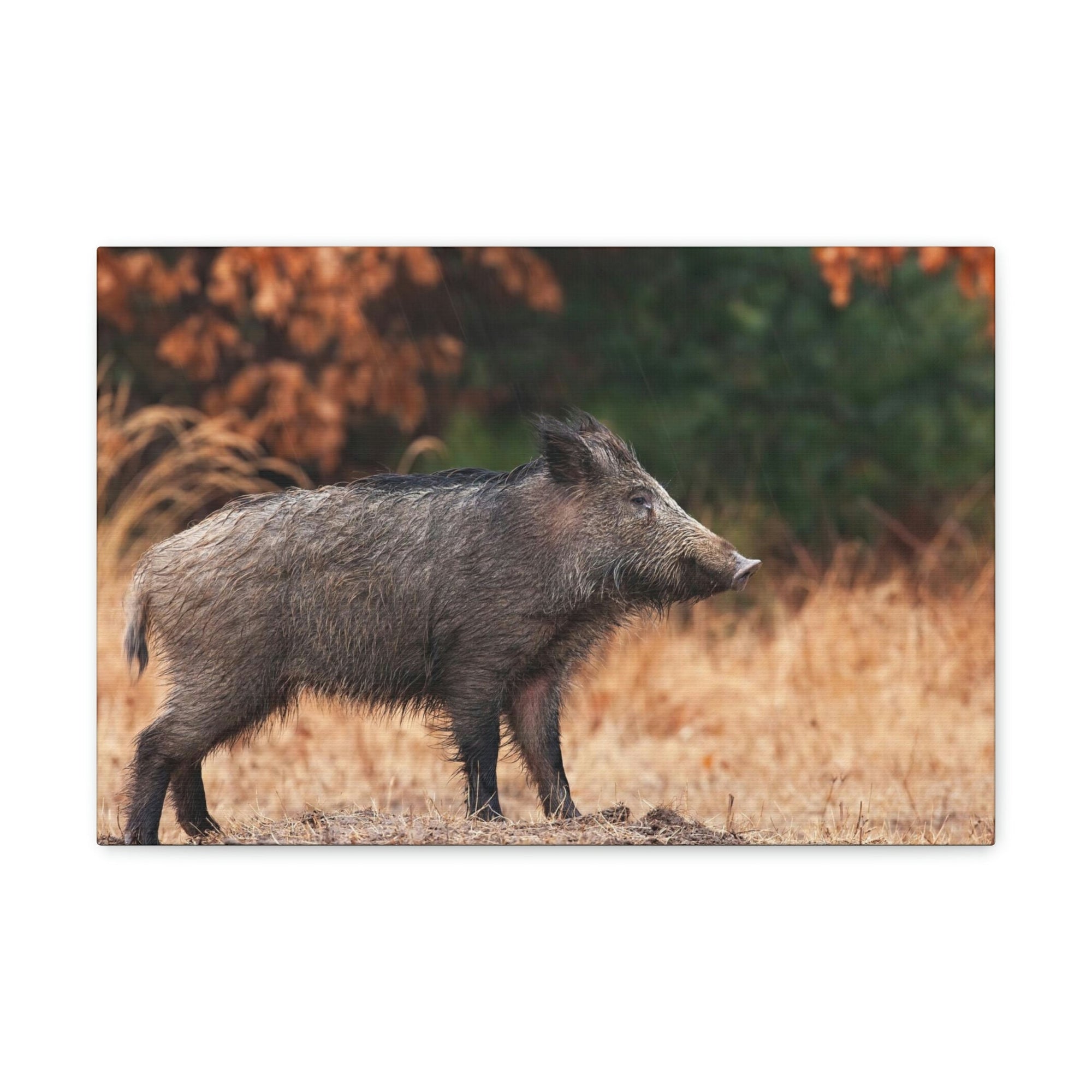 Scripture Walls Majestic Boar Art Majestic Boar Print Animal Wall Art Wildlife Canvas Prints Wall Art Ready to Hang Unframed-Express Your Love Gifts