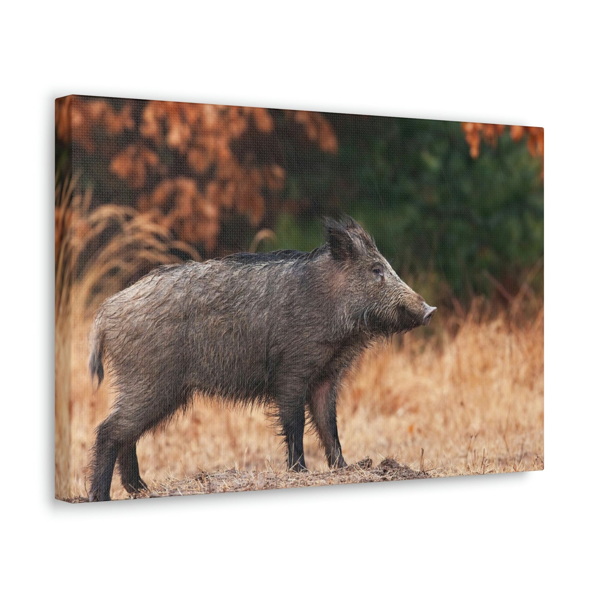 Scripture Walls Majestic Boar Art Majestic Boar Print Animal Wall Art Wildlife Canvas Prints Wall Art Ready to Hang Unframed-Express Your Love Gifts