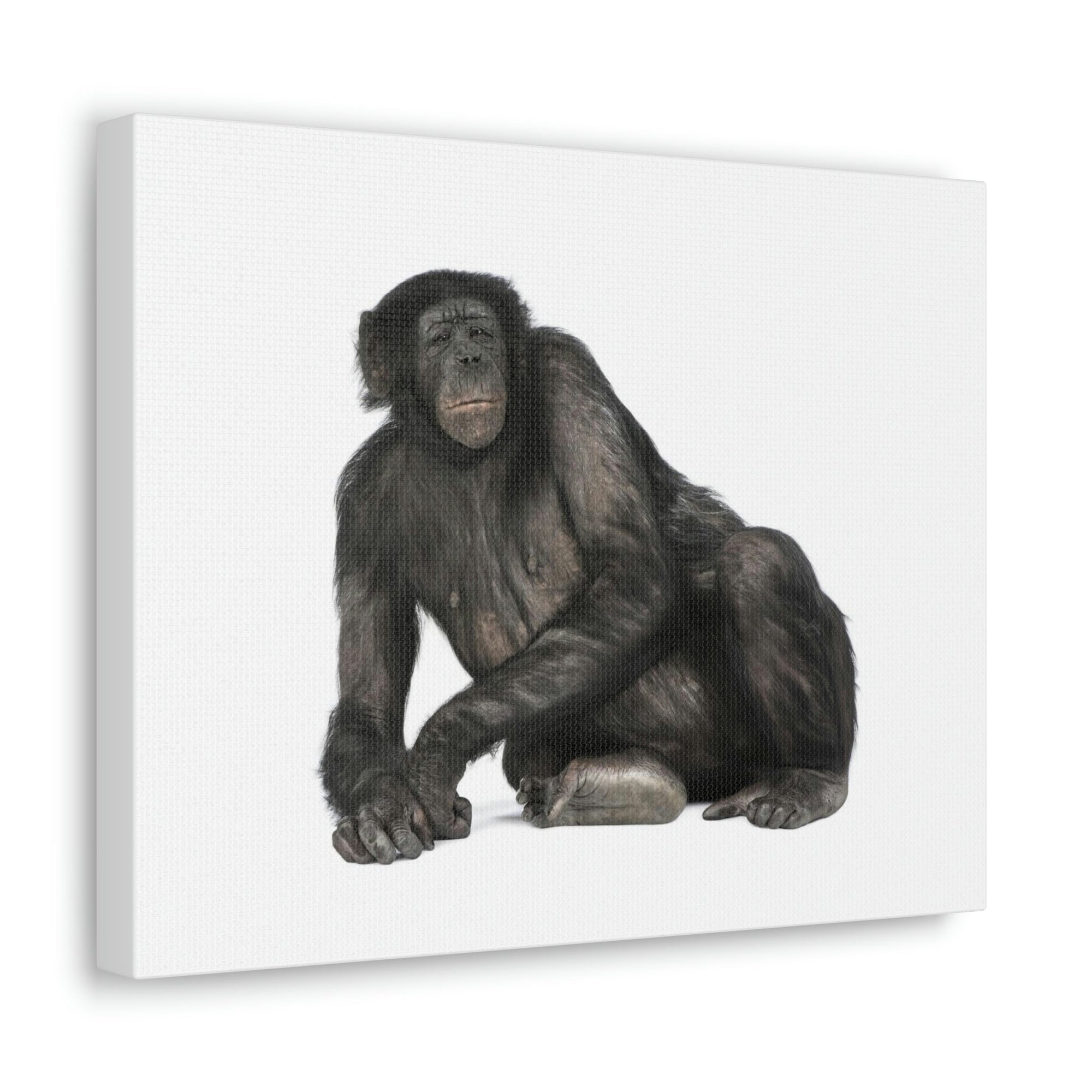 Scripture Walls Majestic Bonobo Art Majestic Bonobo Print Animal Wall Art Wildlife Canvas Prints Wall Art Ready to Hang Unframed-Express Your Love Gifts