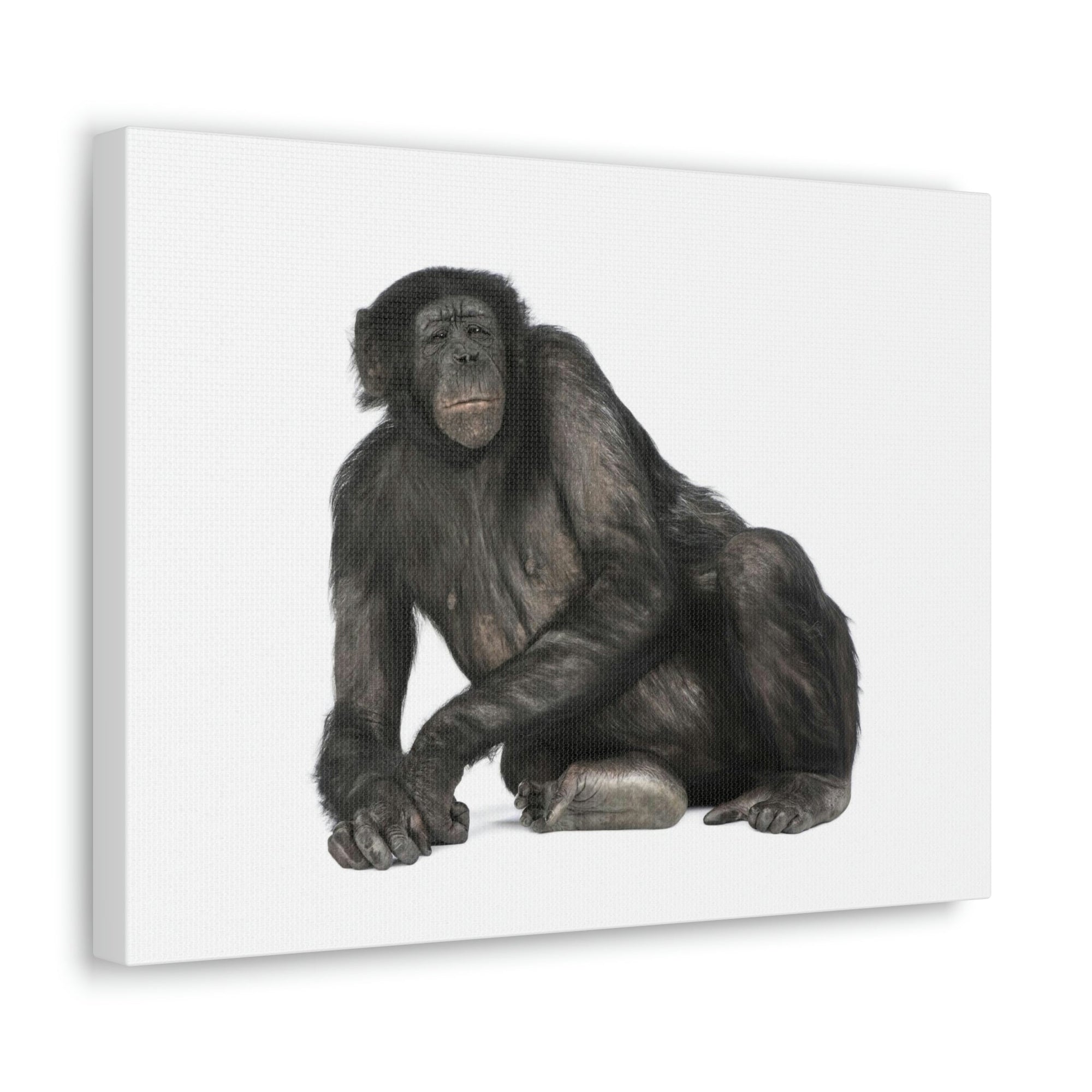 Scripture Walls Majestic Bonobo Art Majestic Bonobo Print Animal Wall Art Wildlife Canvas Prints Wall Art Ready to Hang Unframed-Express Your Love Gifts