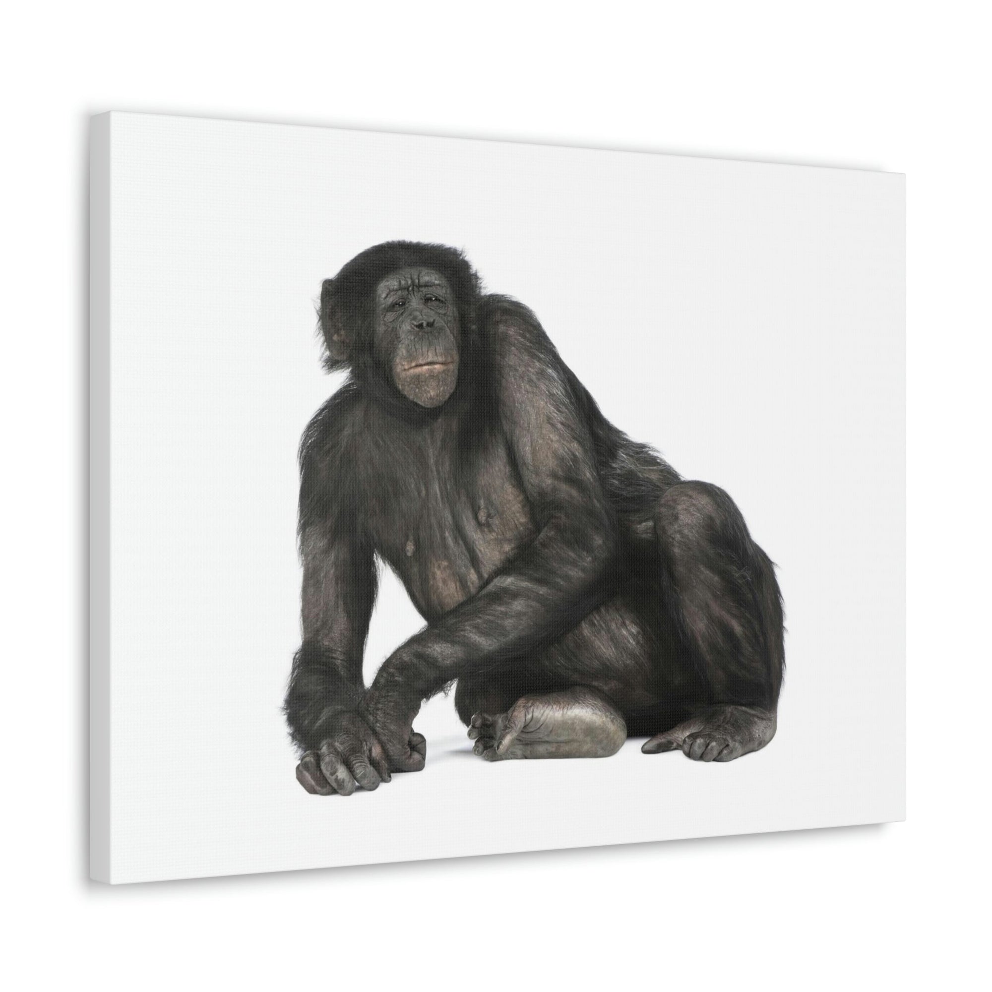 Scripture Walls Majestic Bonobo Art Majestic Bonobo Print Animal Wall Art Wildlife Canvas Prints Wall Art Ready to Hang Unframed-Express Your Love Gifts