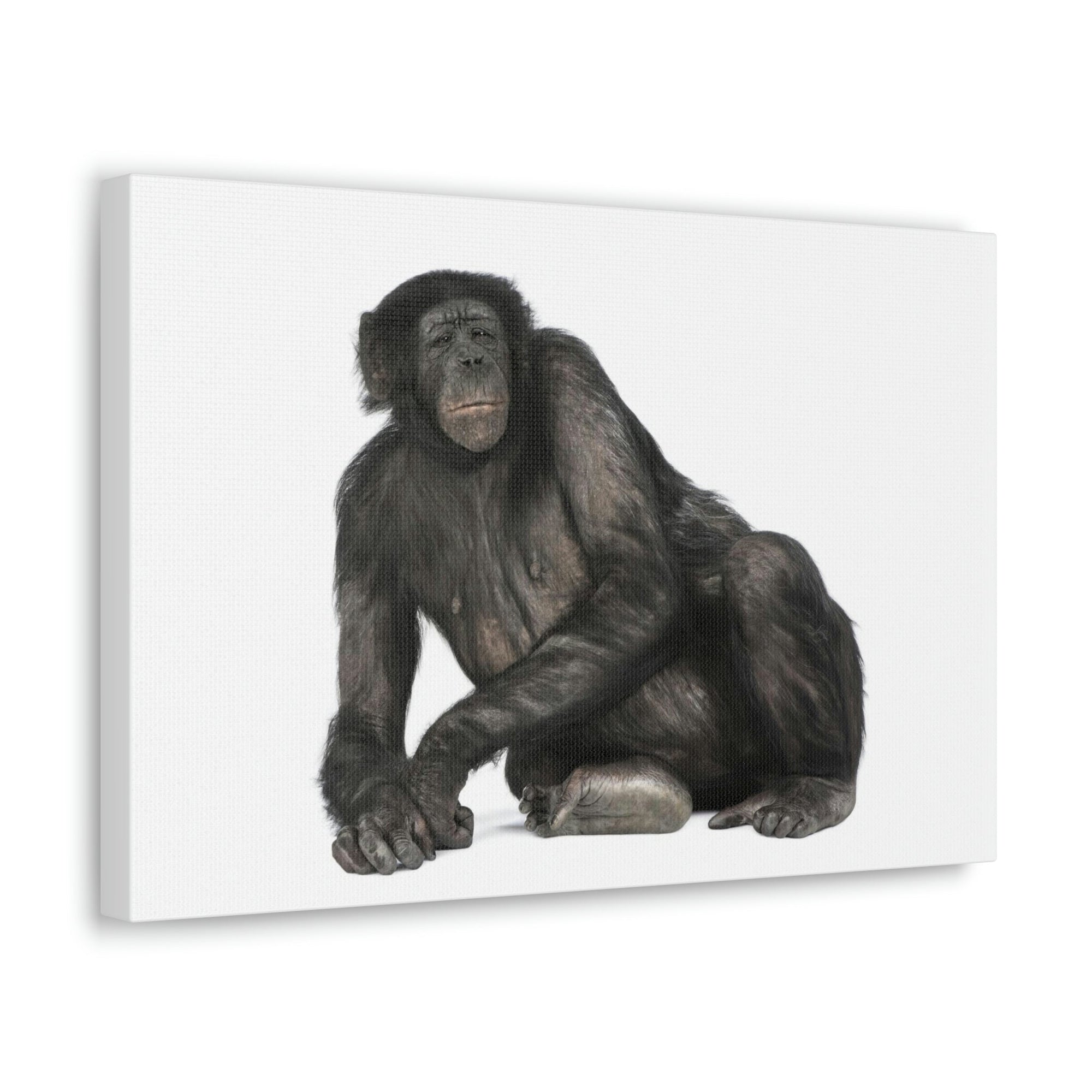 Scripture Walls Majestic Bonobo Art Majestic Bonobo Print Animal Wall Art Wildlife Canvas Prints Wall Art Ready to Hang Unframed-Express Your Love Gifts