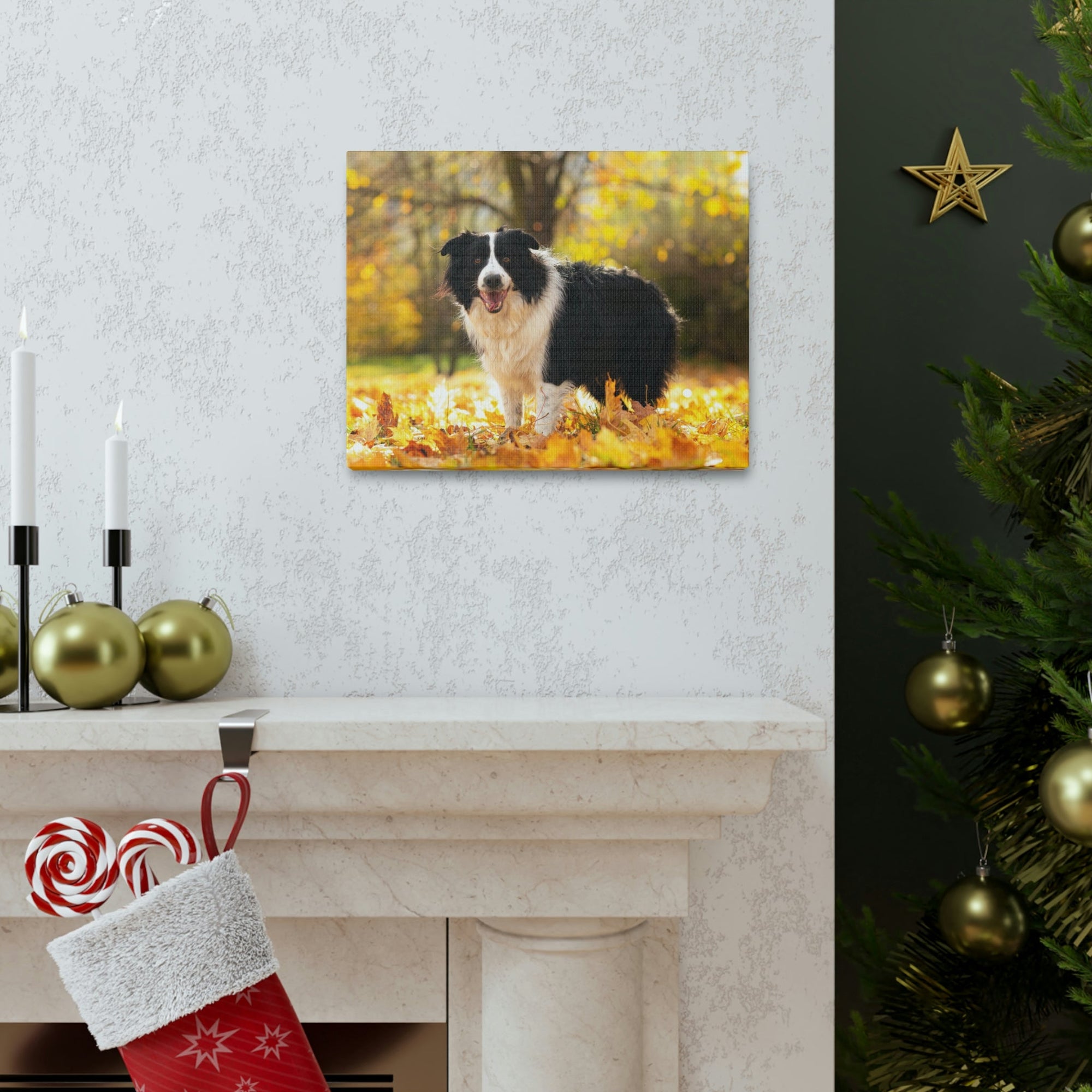 Scripture Walls Majestic Border Collie Art Majestic Border Collie Print Animal Wall Art Wildlife Canvas Prints Wall Art Ready to Hang Unframed-Express Your Love Gifts