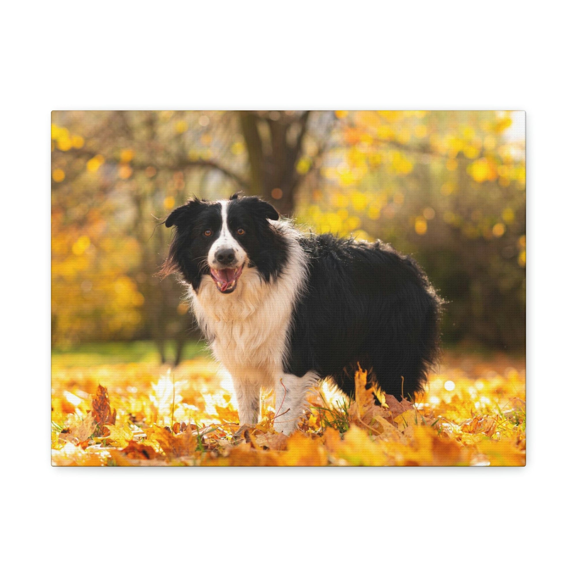 Scripture Walls Majestic Border Collie Art Majestic Border Collie Print Animal Wall Art Wildlife Canvas Prints Wall Art Ready to Hang Unframed-Express Your Love Gifts