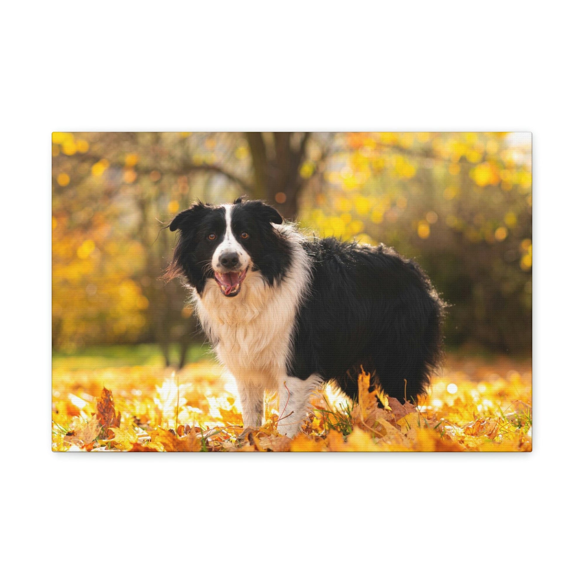 Scripture Walls Majestic Border Collie Art Majestic Border Collie Print Animal Wall Art Wildlife Canvas Prints Wall Art Ready to Hang Unframed-Express Your Love Gifts