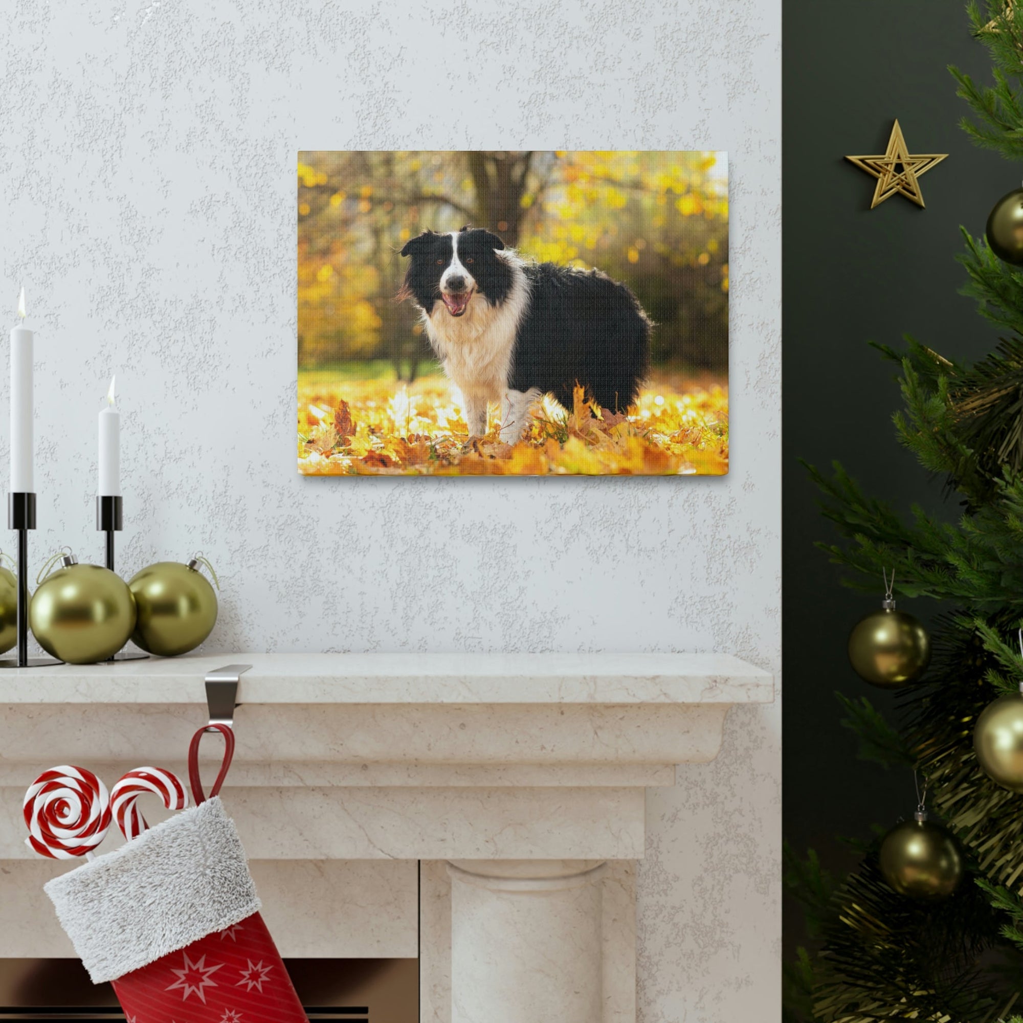 Scripture Walls Majestic Border Collie Art Majestic Border Collie Print Animal Wall Art Wildlife Canvas Prints Wall Art Ready to Hang Unframed-Express Your Love Gifts