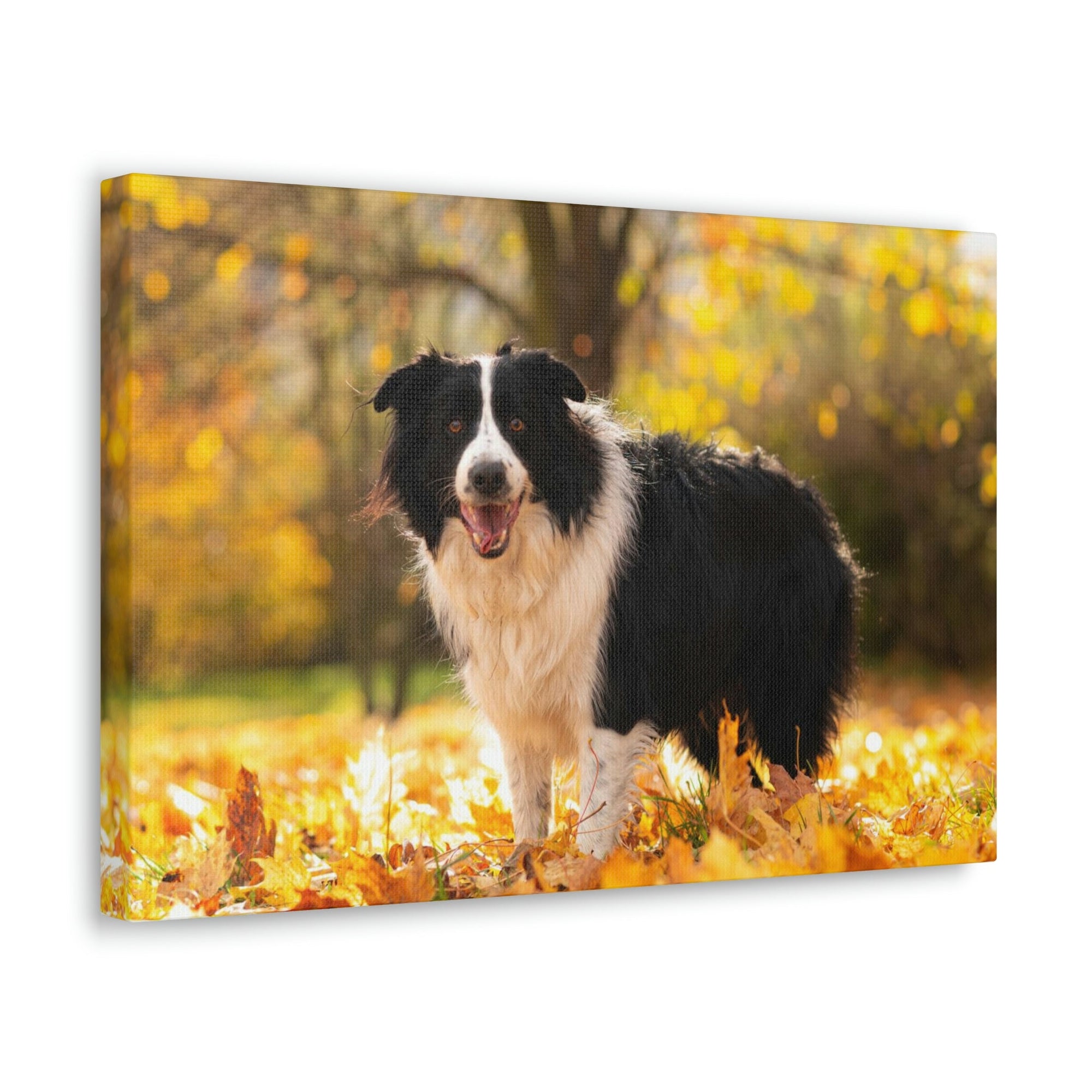 Scripture Walls Majestic Border Collie Art Majestic Border Collie Print Animal Wall Art Wildlife Canvas Prints Wall Art Ready to Hang Unframed-Express Your Love Gifts