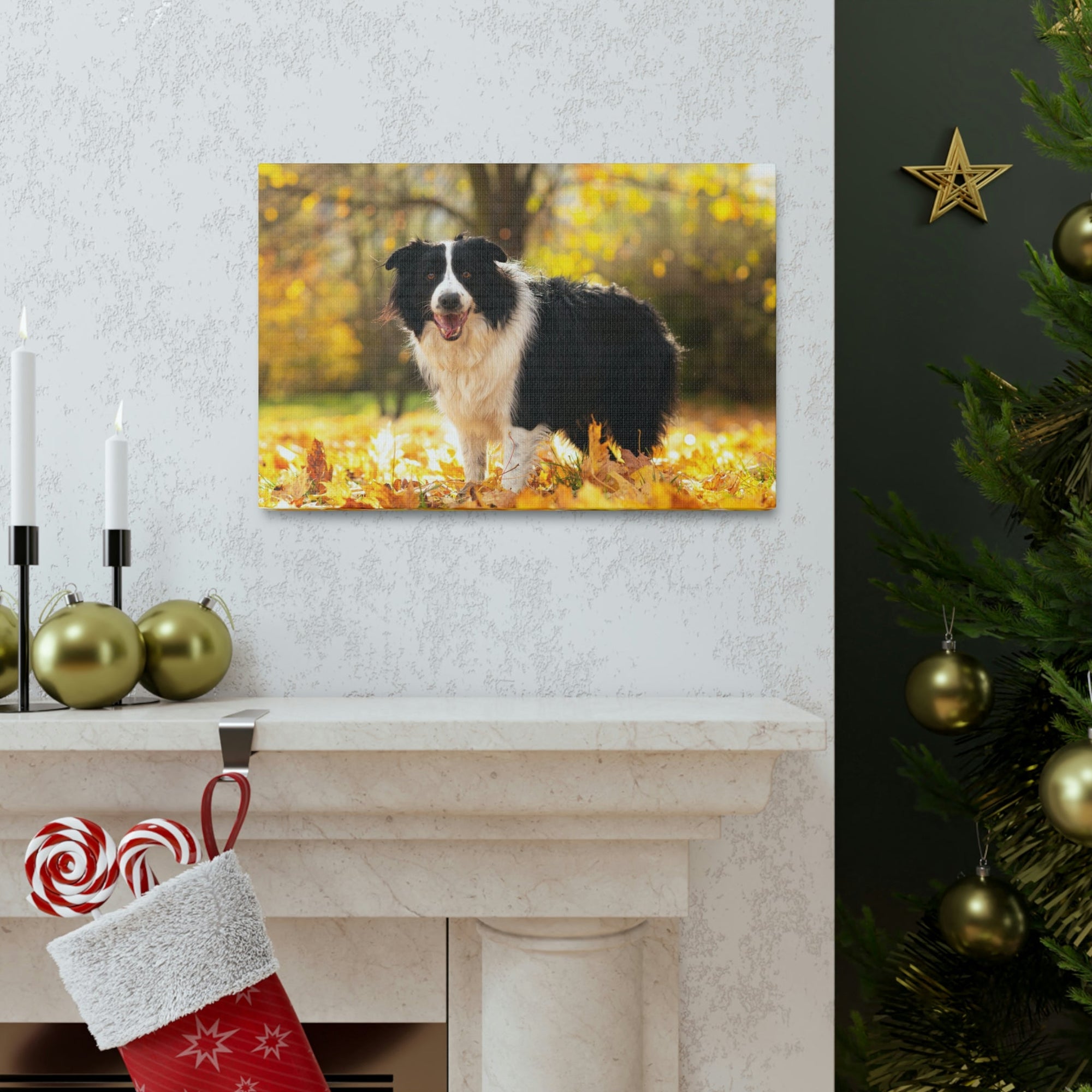 Scripture Walls Majestic Border Collie Art Majestic Border Collie Print Animal Wall Art Wildlife Canvas Prints Wall Art Ready to Hang Unframed-Express Your Love Gifts