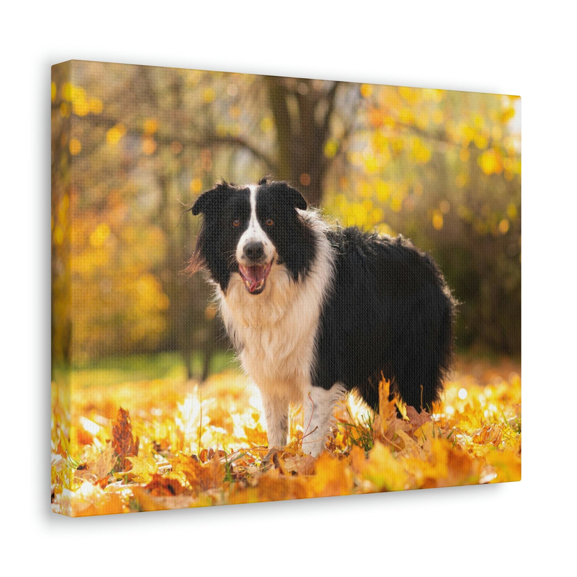 Scripture Walls Majestic Border Collie Art Majestic Border Collie Print Animal Wall Art Wildlife Canvas Prints Wall Art Ready to Hang Unframed-Express Your Love Gifts