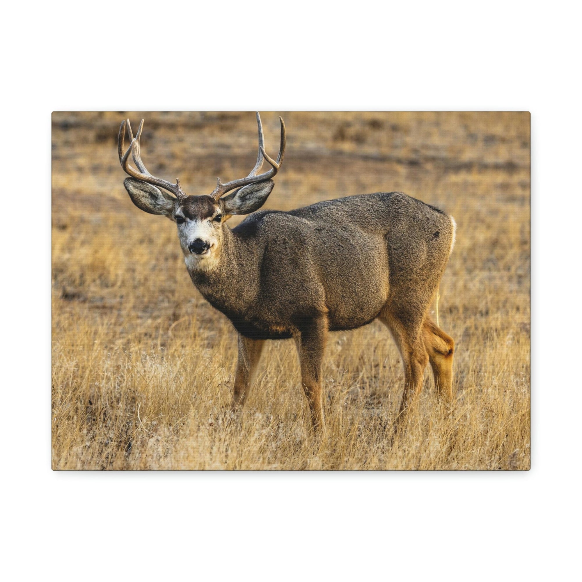 Scripture Walls Majestic Buck Art Majestic Buck Print Animal Wall Art Wildlife Canvas Prints Wall Art Ready to Hang Unframed-Express Your Love Gifts