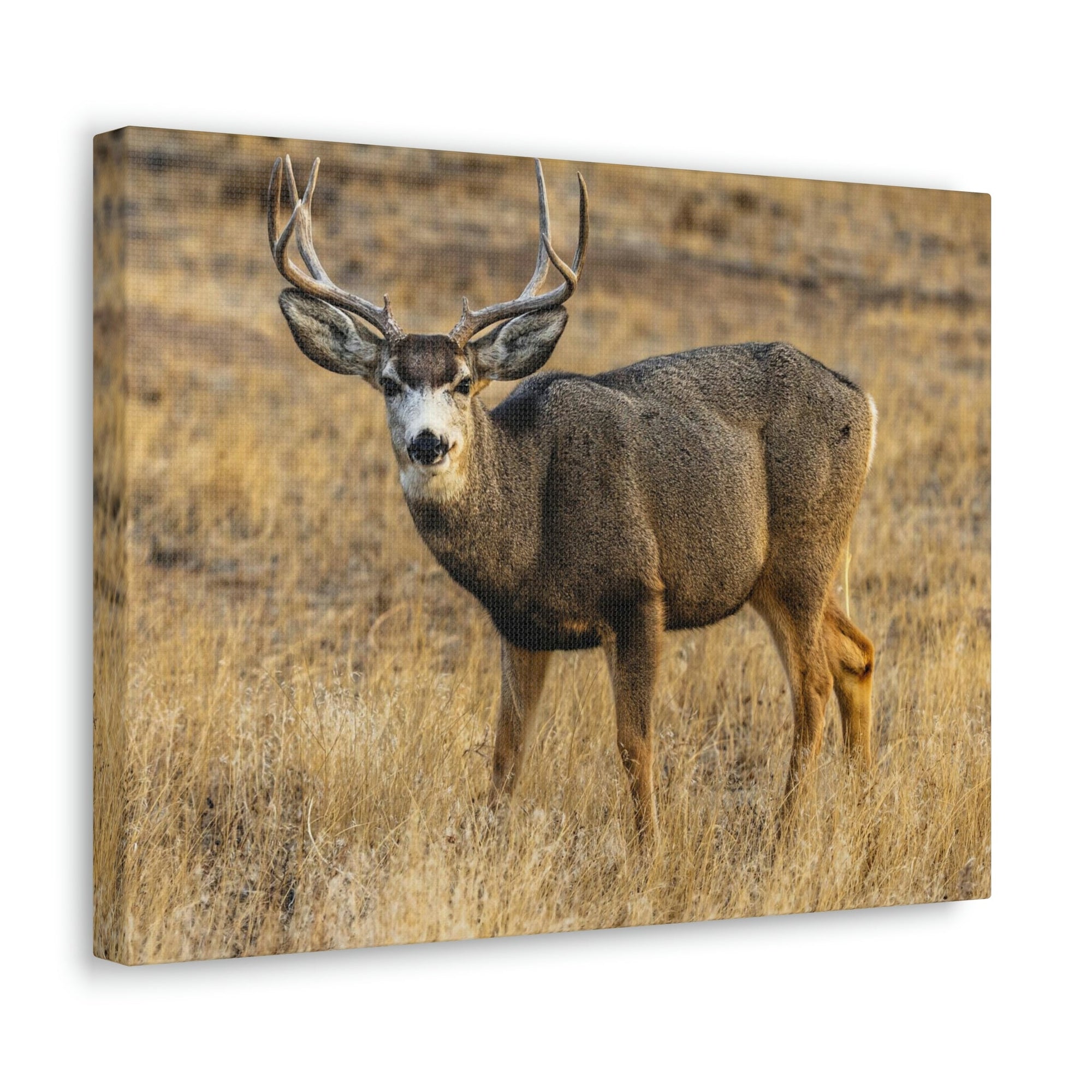 Scripture Walls Majestic Buck Art Majestic Buck Print Animal Wall Art Wildlife Canvas Prints Wall Art Ready to Hang Unframed-Express Your Love Gifts