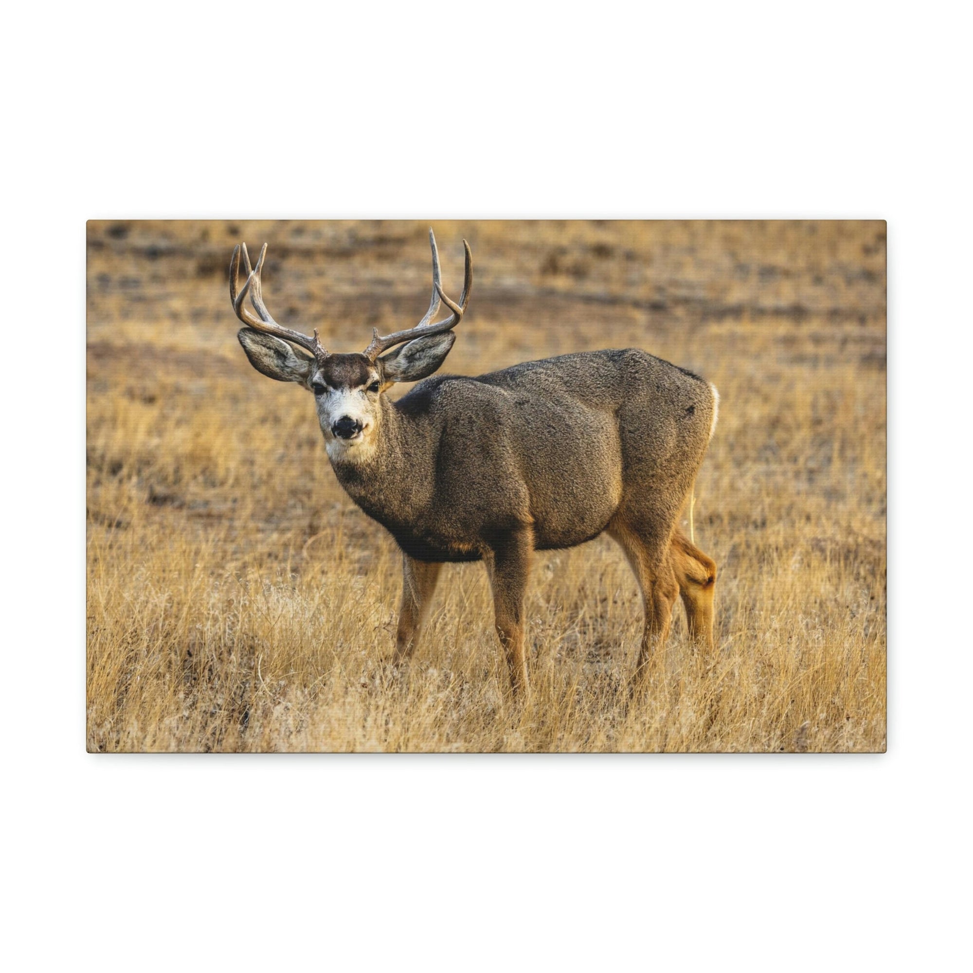 Scripture Walls Majestic Buck Art Majestic Buck Print Animal Wall Art Wildlife Canvas Prints Wall Art Ready to Hang Unframed-Express Your Love Gifts