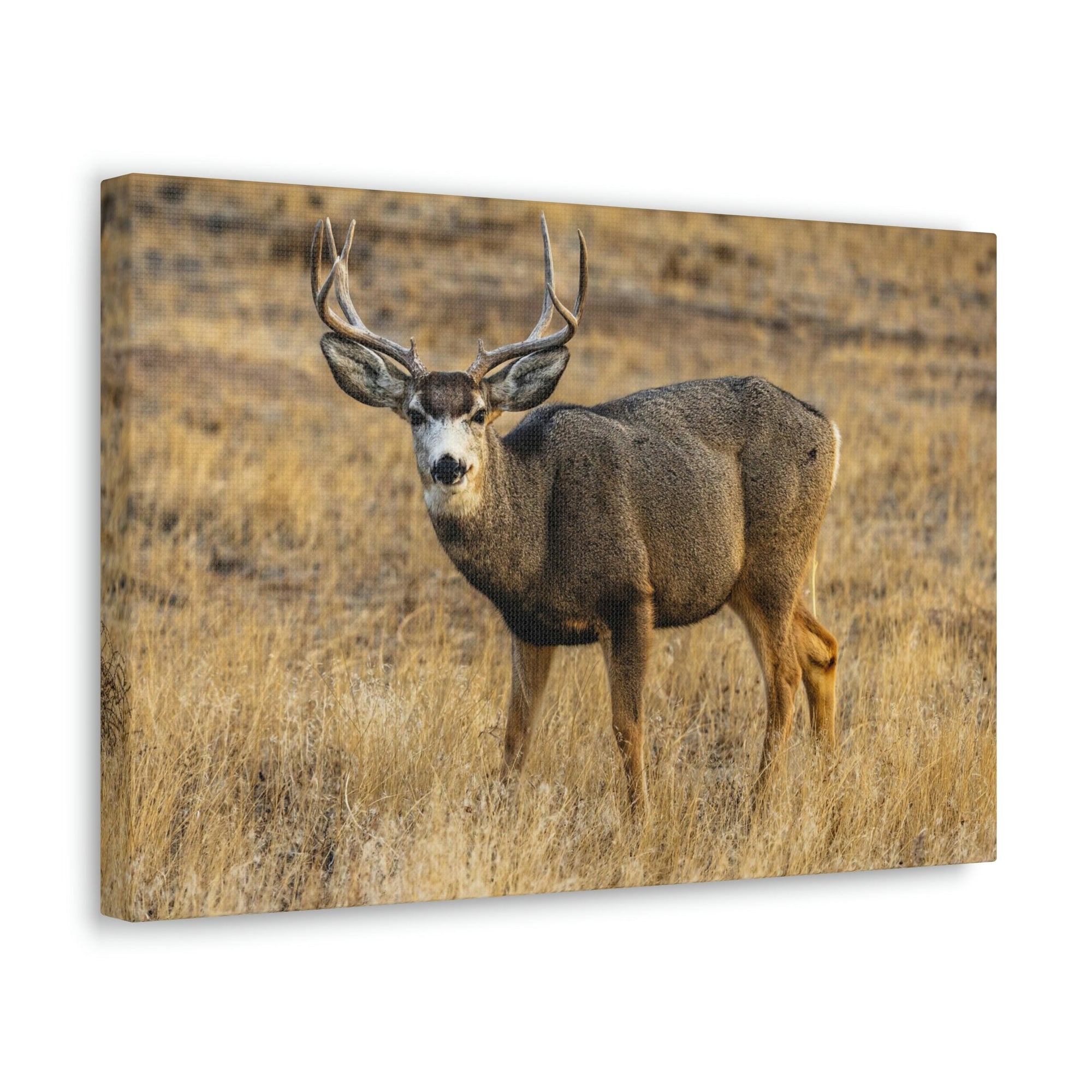 Scripture Walls Majestic Buck Art Majestic Buck Print Animal Wall Art Wildlife Canvas Prints Wall Art Ready to Hang Unframed-Express Your Love Gifts