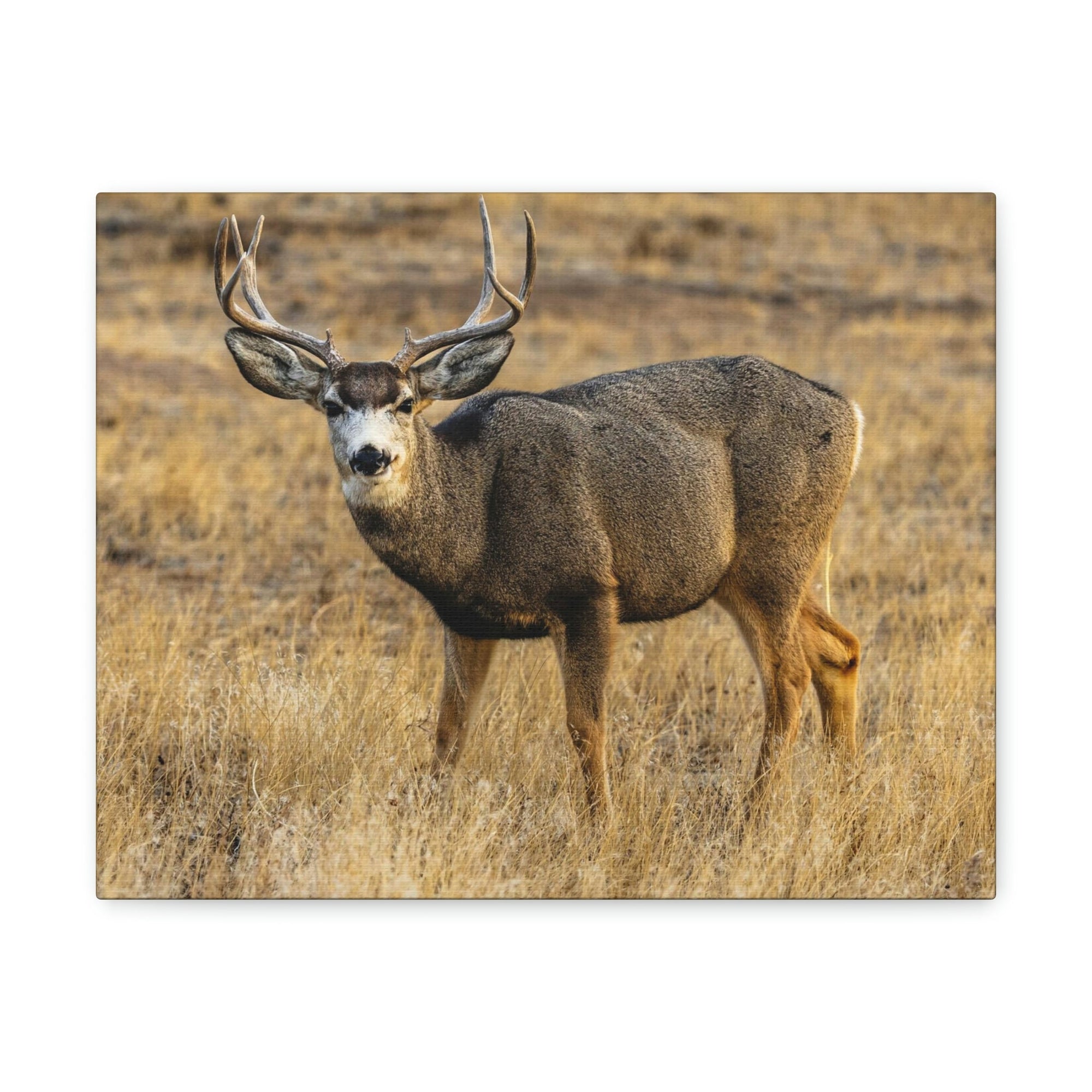 Scripture Walls Majestic Buck Art Majestic Buck Print Animal Wall Art Wildlife Canvas Prints Wall Art Ready to Hang Unframed-Express Your Love Gifts