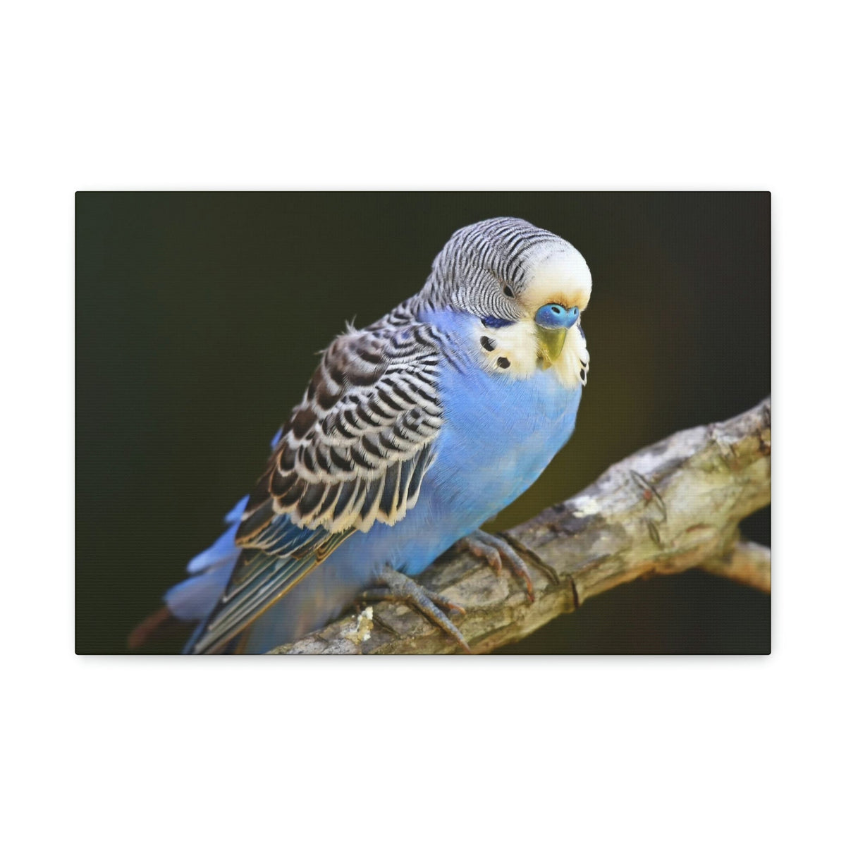 Scripture Walls Majestic Budgie Art Majestic Budgie Print Animal Wall Art Wildlife Canvas Prints Wall Art Ready to Hang Unframed-Express Your Love Gifts