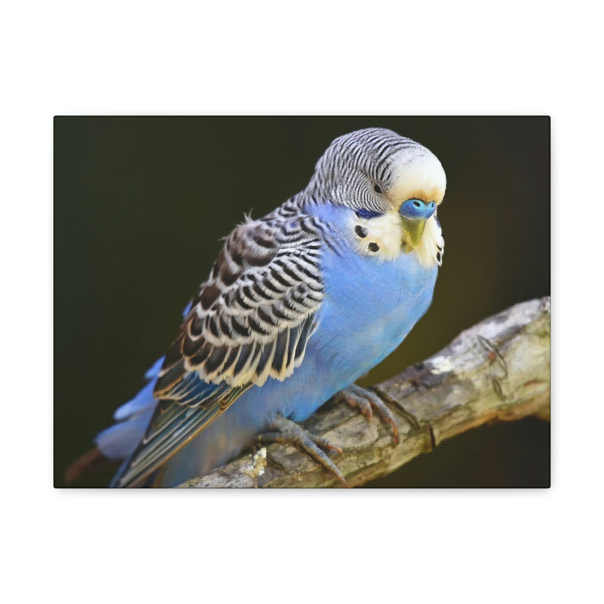 Scripture Walls Majestic Budgie Art Majestic Budgie Print Animal Wall Art Wildlife Canvas Prints Wall Art Ready to Hang Unframed-Express Your Love Gifts