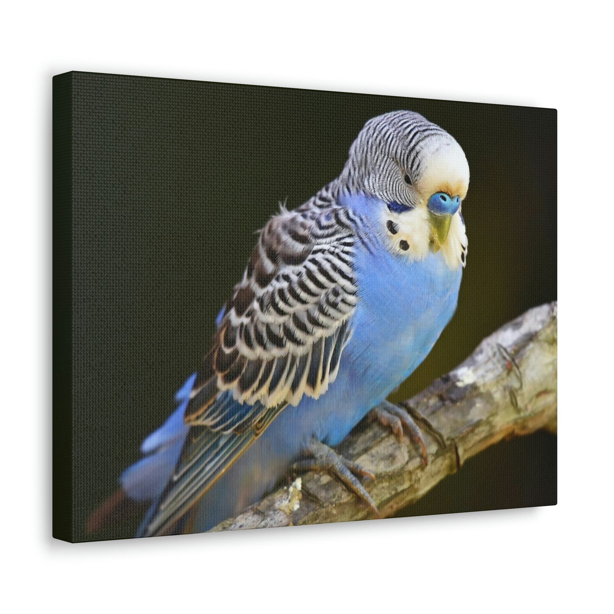 Scripture Walls Majestic Budgie Art Majestic Budgie Print Animal Wall Art Wildlife Canvas Prints Wall Art Ready to Hang Unframed-Express Your Love Gifts