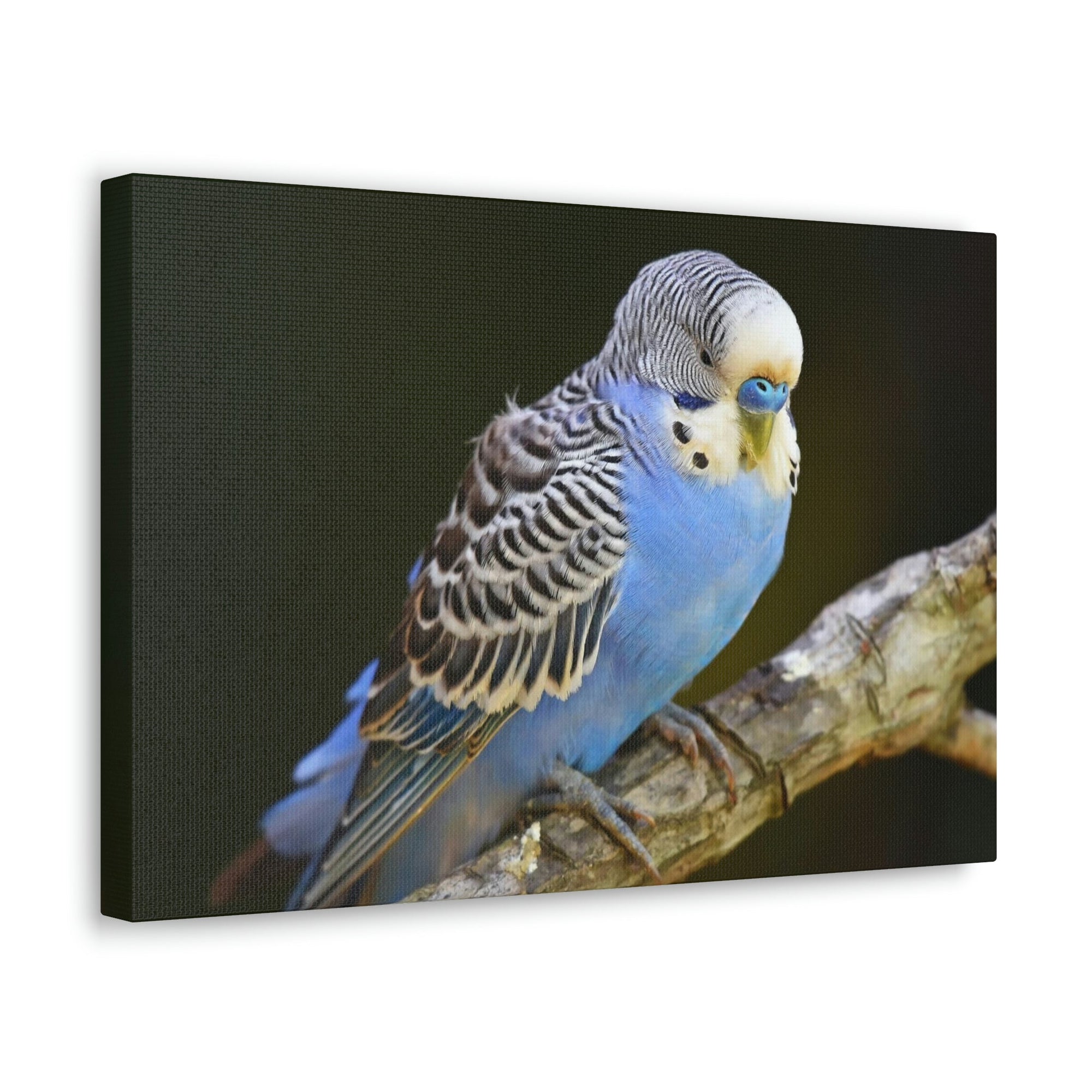 Scripture Walls Majestic Budgie Art Majestic Budgie Print Animal Wall Art Wildlife Canvas Prints Wall Art Ready to Hang Unframed-Express Your Love Gifts