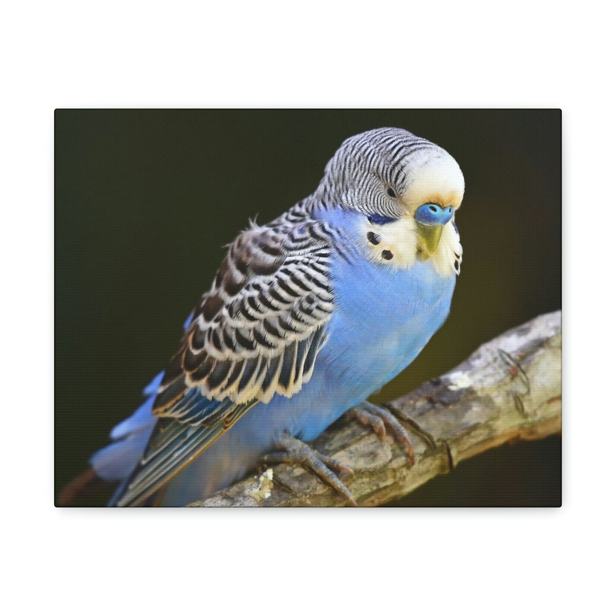 Scripture Walls Majestic Budgie Art Majestic Budgie Print Animal Wall Art Wildlife Canvas Prints Wall Art Ready to Hang Unframed-Express Your Love Gifts