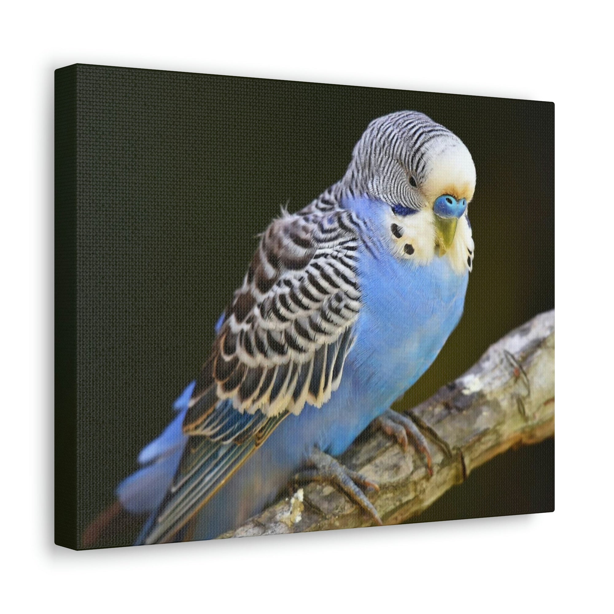 Scripture Walls Majestic Budgie Art Majestic Budgie Print Animal Wall Art Wildlife Canvas Prints Wall Art Ready to Hang Unframed-Express Your Love Gifts