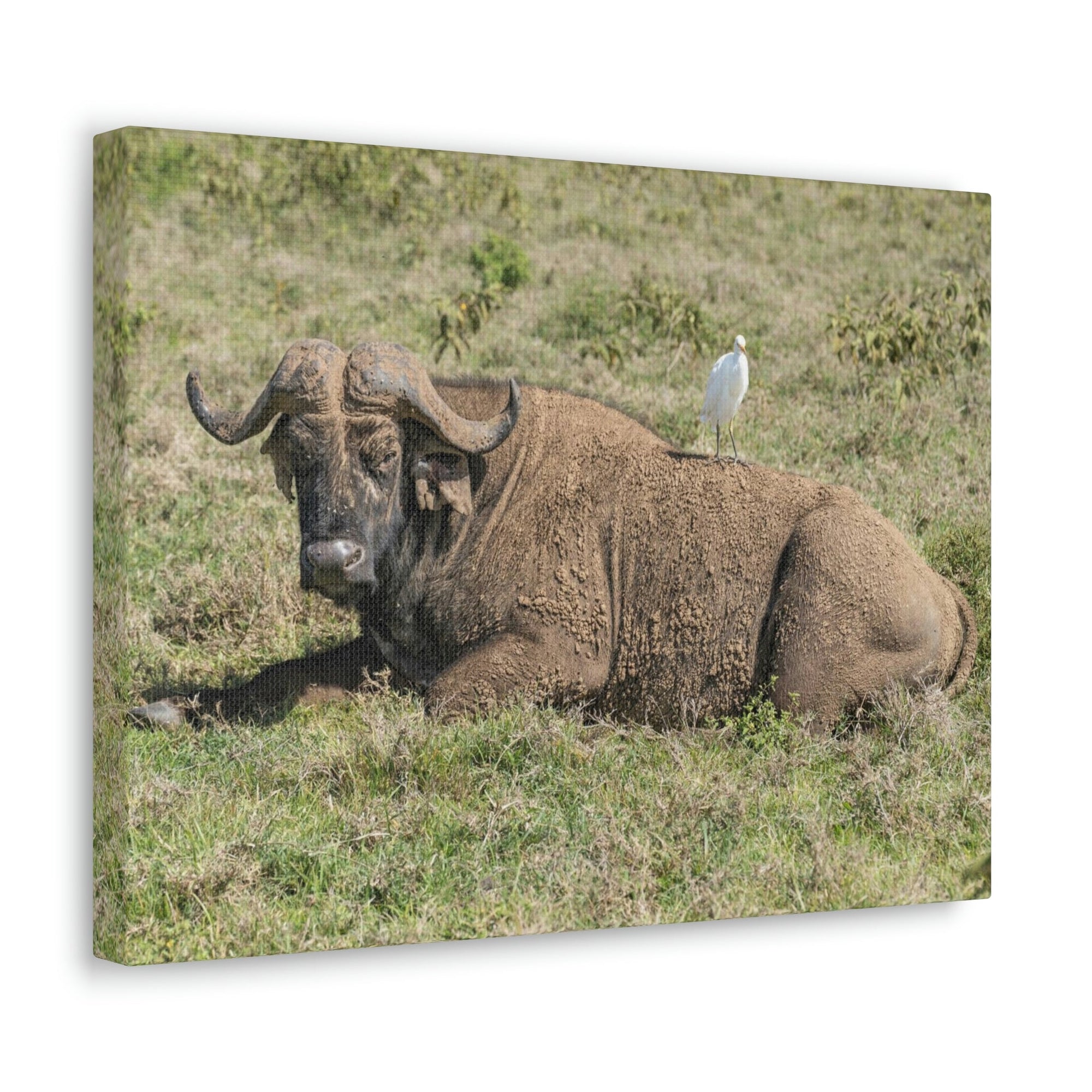 Scripture Walls Majestic Buffalo Art Majestic Buffalo Print Animal Wall Art Wildlife Canvas Prints Wall Art Ready to Hang Unframed-Express Your Love Gifts