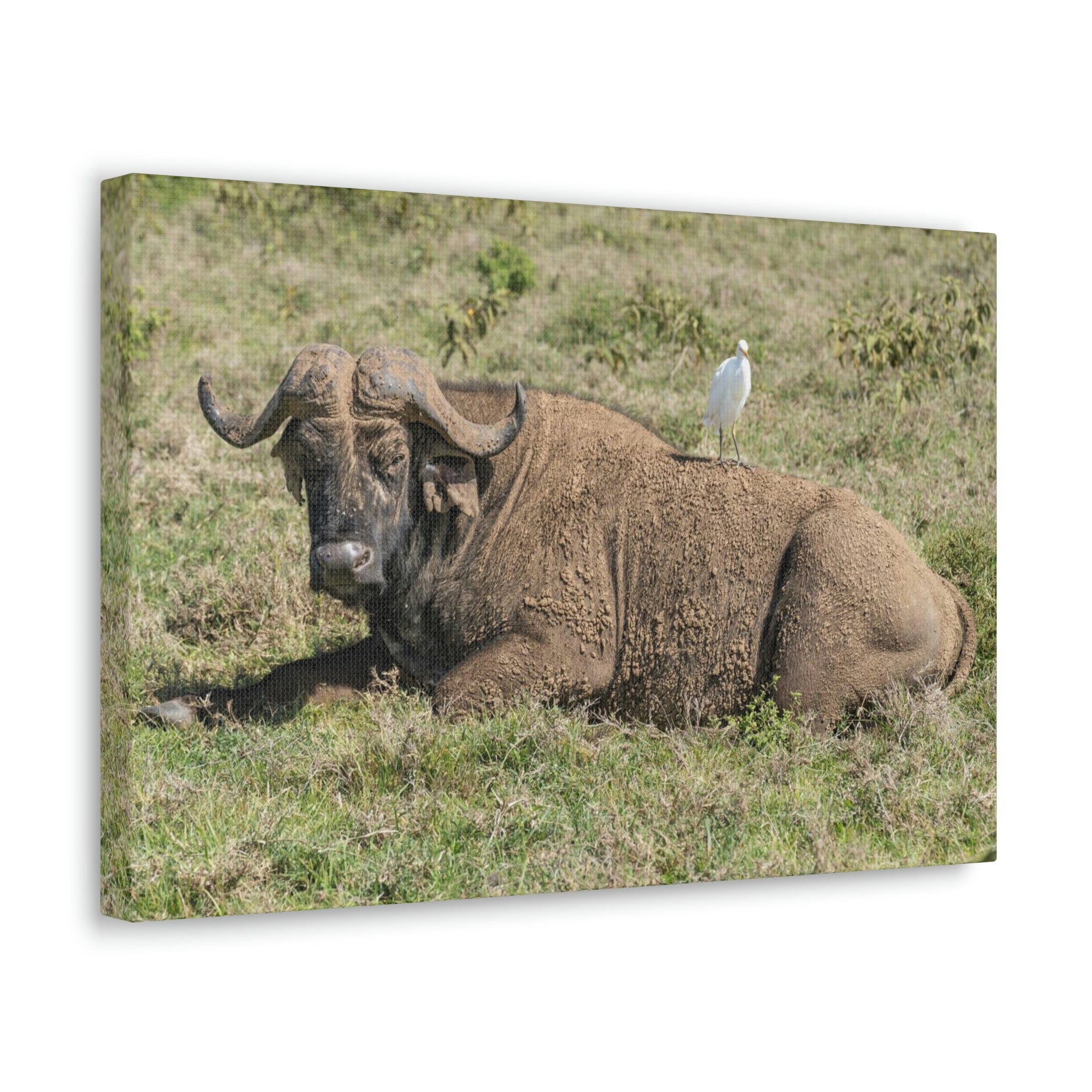 Scripture Walls Majestic Buffalo Art Majestic Buffalo Print Animal Wall Art Wildlife Canvas Prints Wall Art Ready to Hang Unframed-Express Your Love Gifts