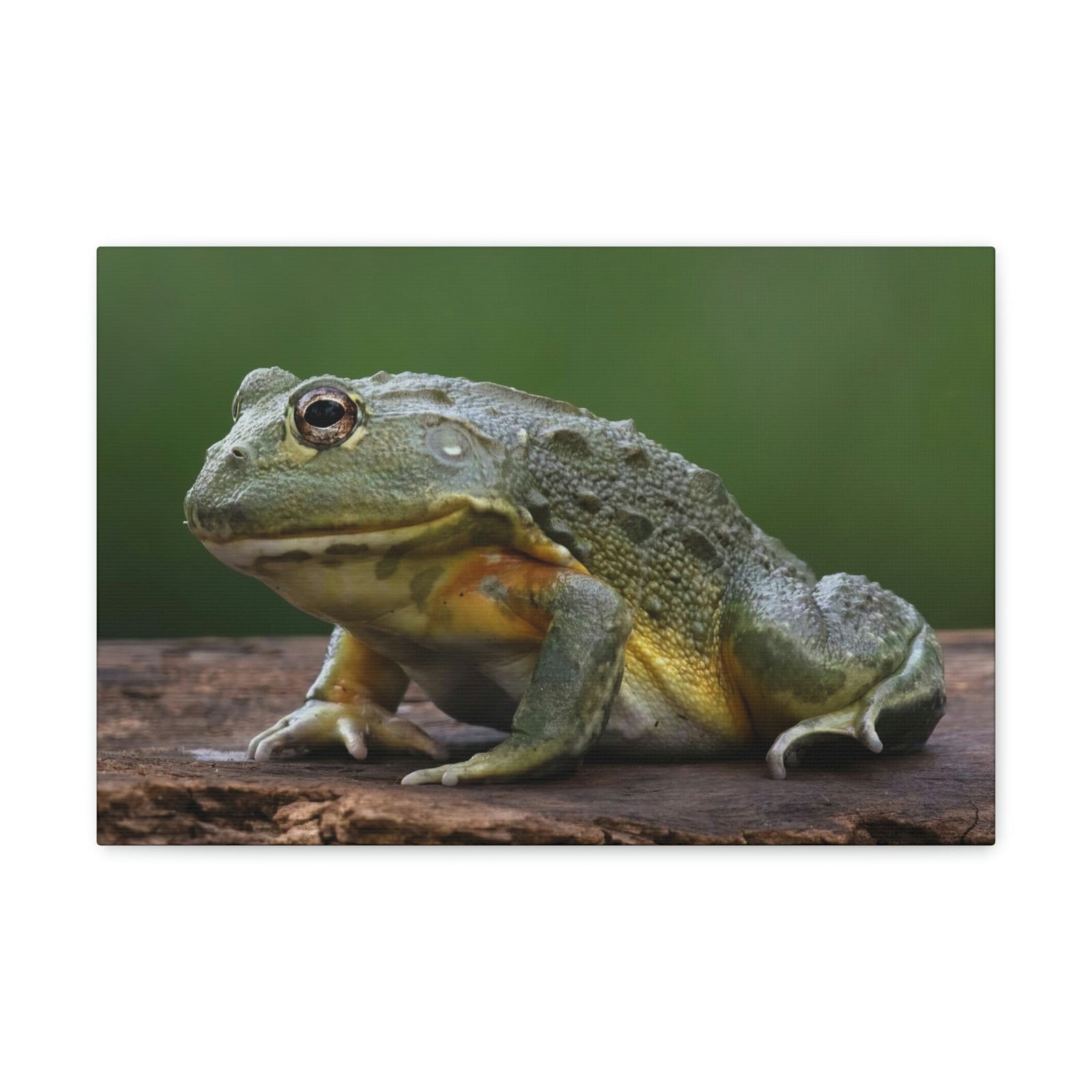 Scripture Walls Majestic Bull Frog Art Majestic Bull Frog Print Animal Wall Art Wildlife Canvas Prints Wall Art Ready to Hang Unframed-Express Your Love Gifts